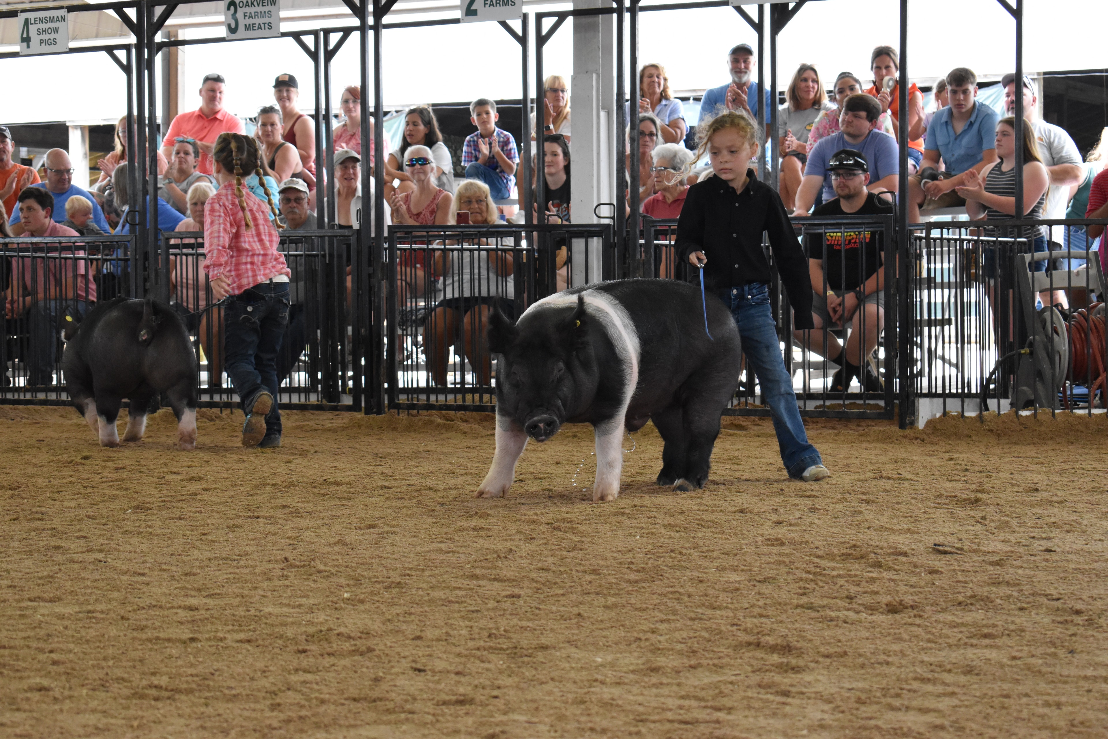Girl in black shirt steering large Hampshire cross pig facing camera with girl in pink plaid shirt and second pig behind