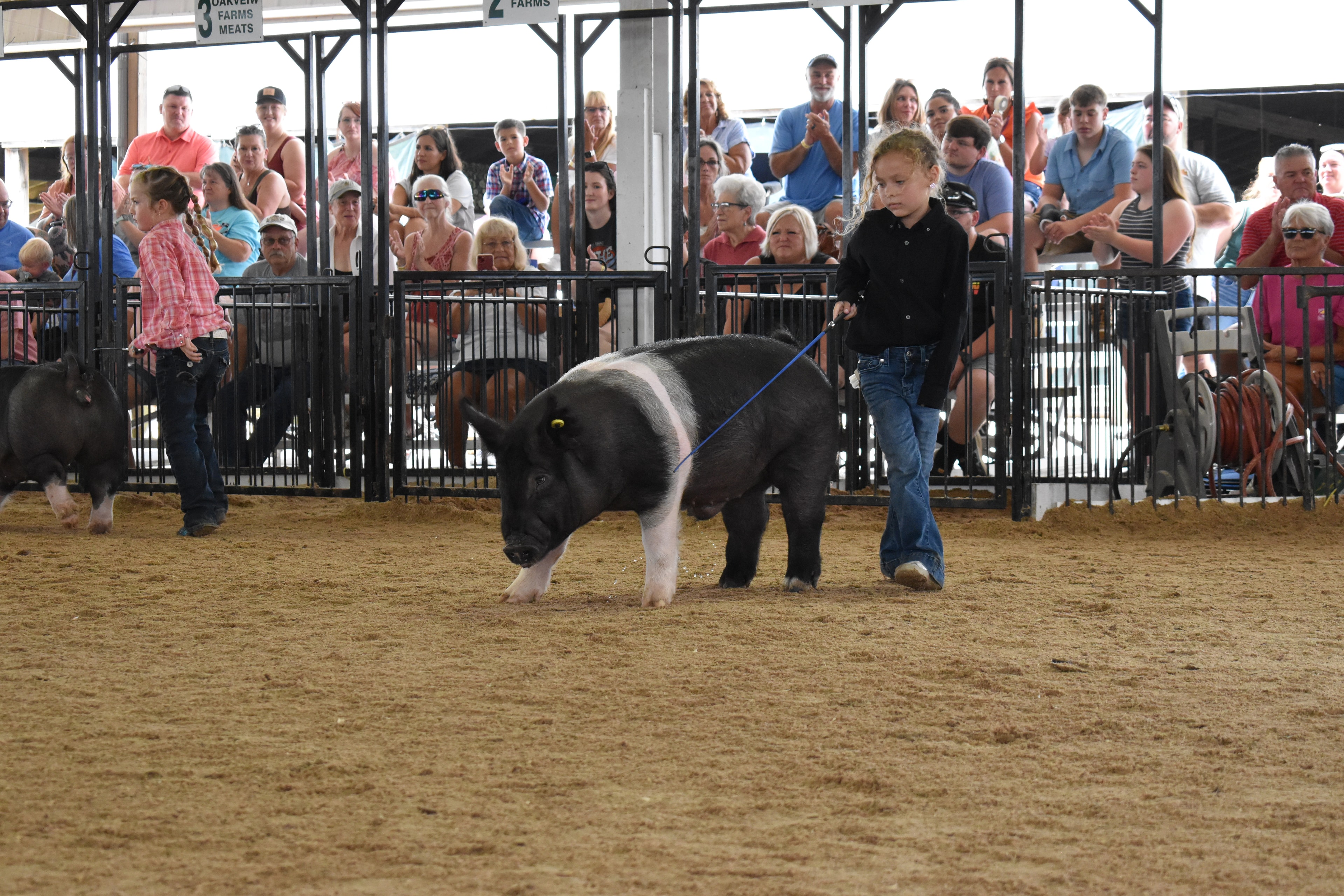 Girl in black shirt steering large Hampshire cross pig walking toward camera with packed grandstands