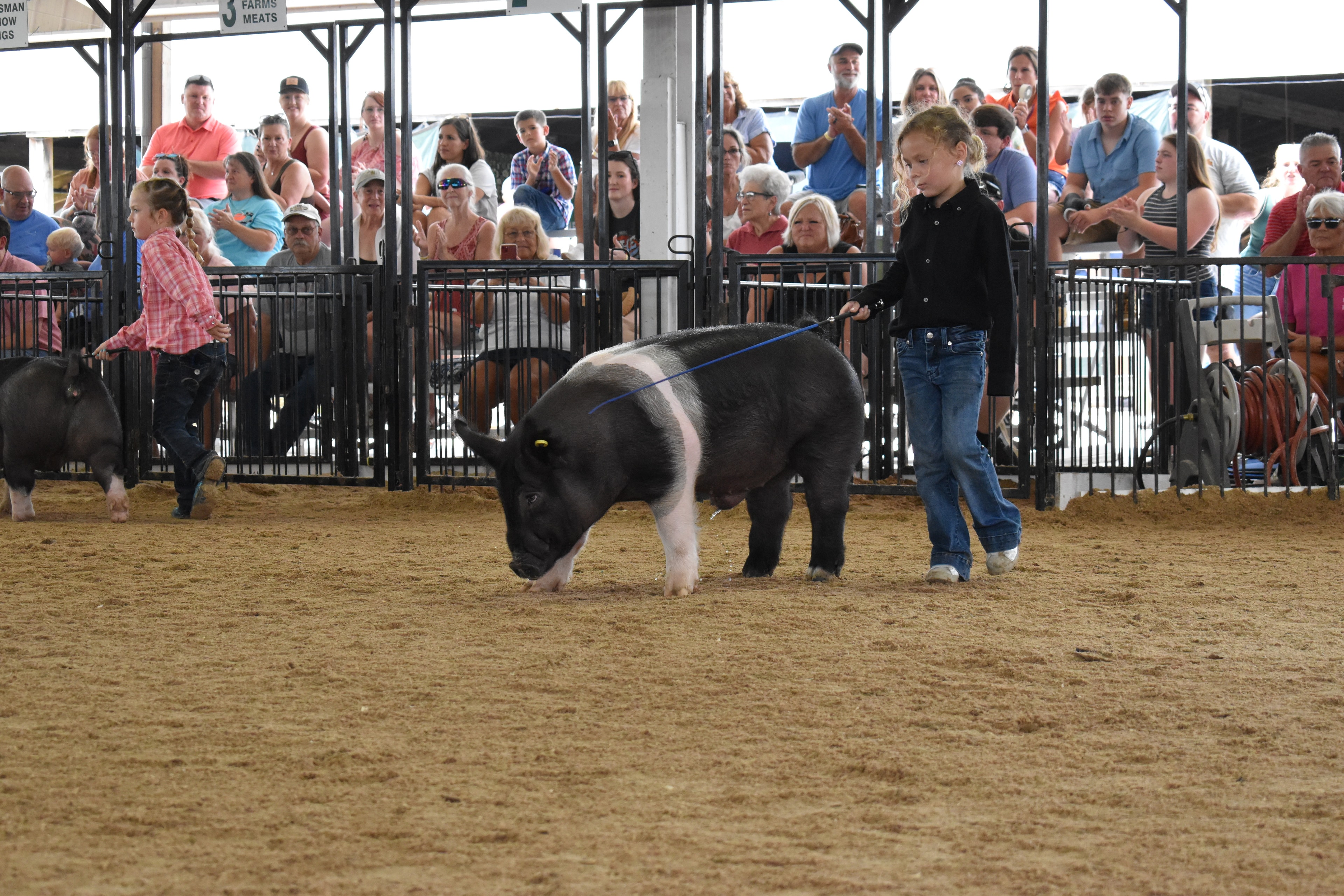 Girl in black shirt steering large Hampshire cross pig with girl in pink plaid shirt and second pig in show ring