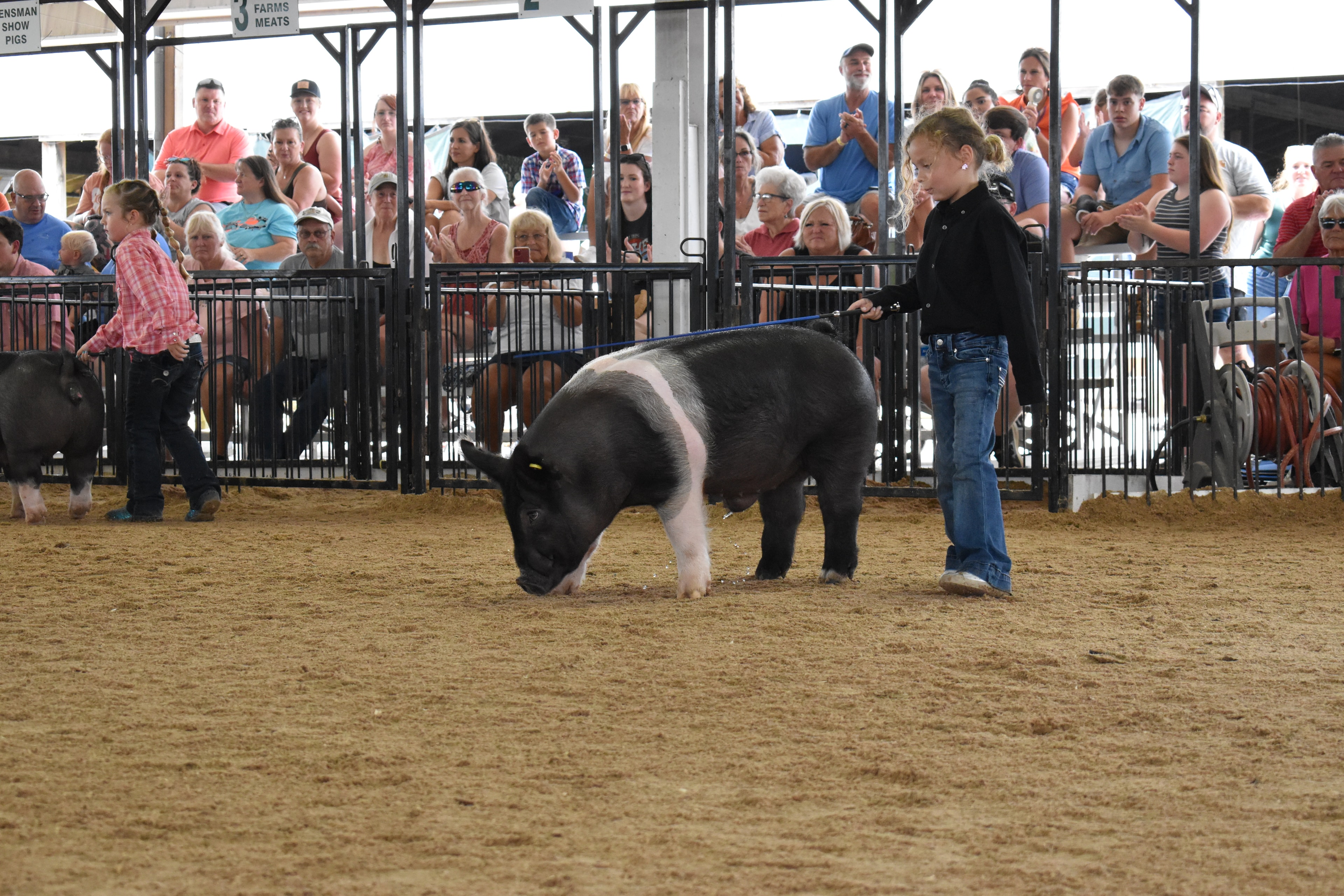 Girl in black shirt steering large Hampshire cross pig with girl in pink plaid shirt and second pig walking alongside