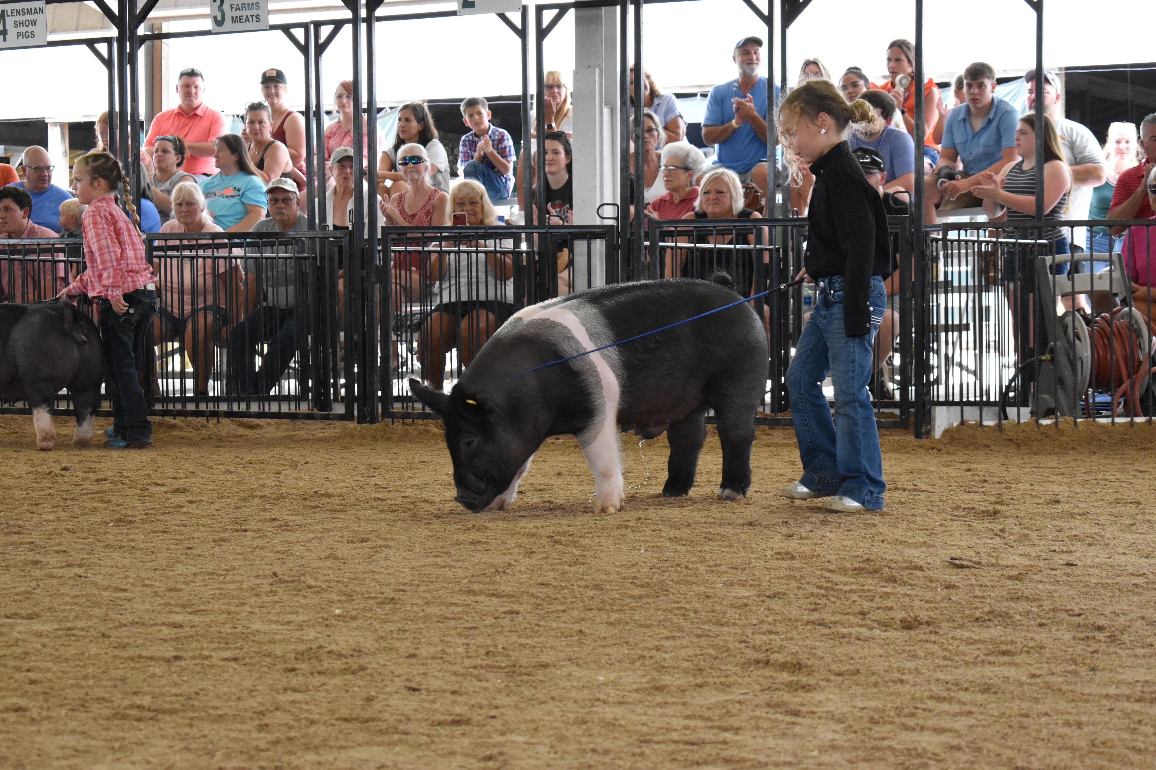 Girl in black shirt steering large Hampshire cross pig with girl in pink plaid shirt and second pig in show ring with full grandstands