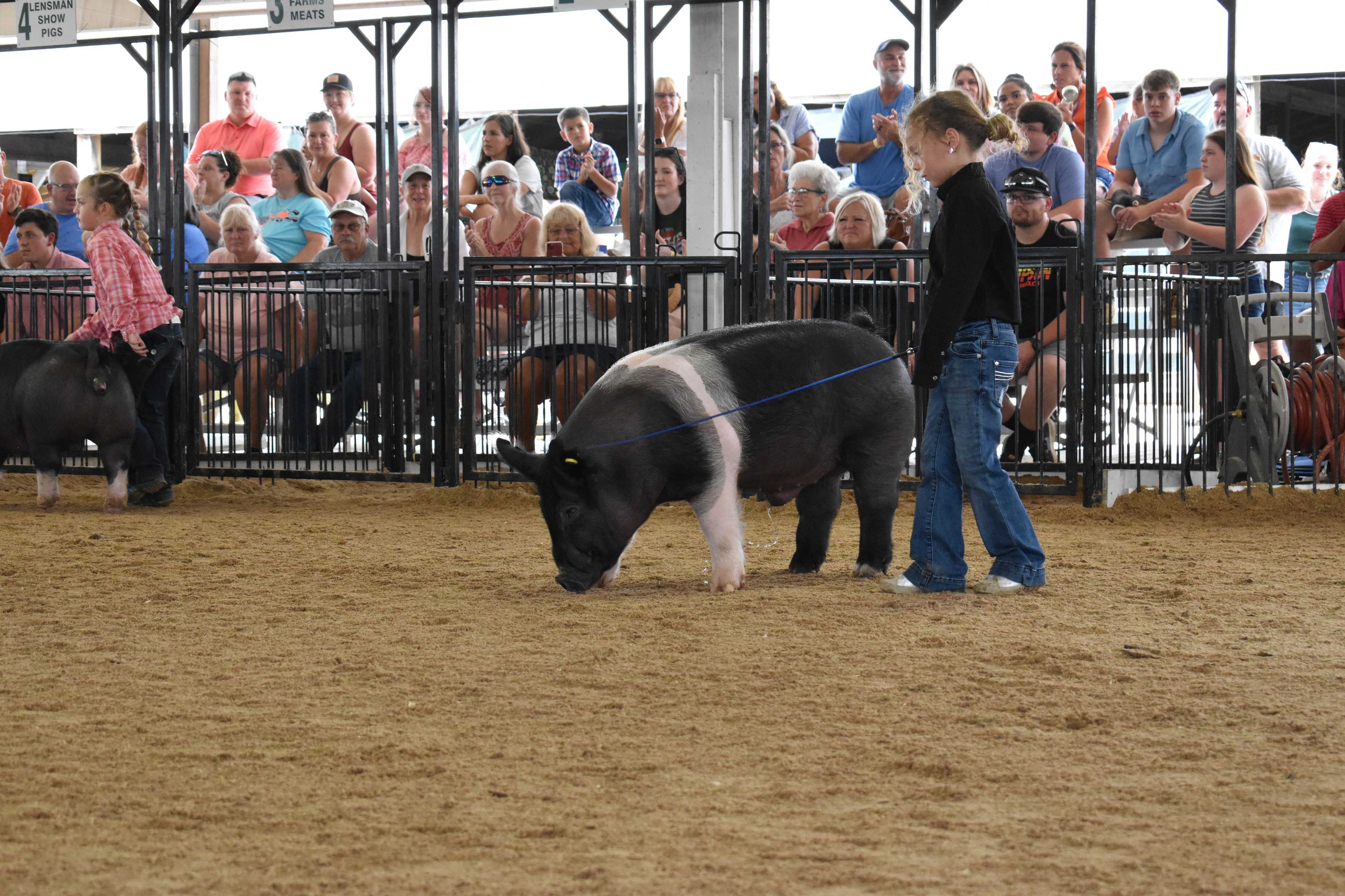 Small boy in black cowboy hat steering large Hampshire cross pig past Champaign County Pork sign with packed grandstands