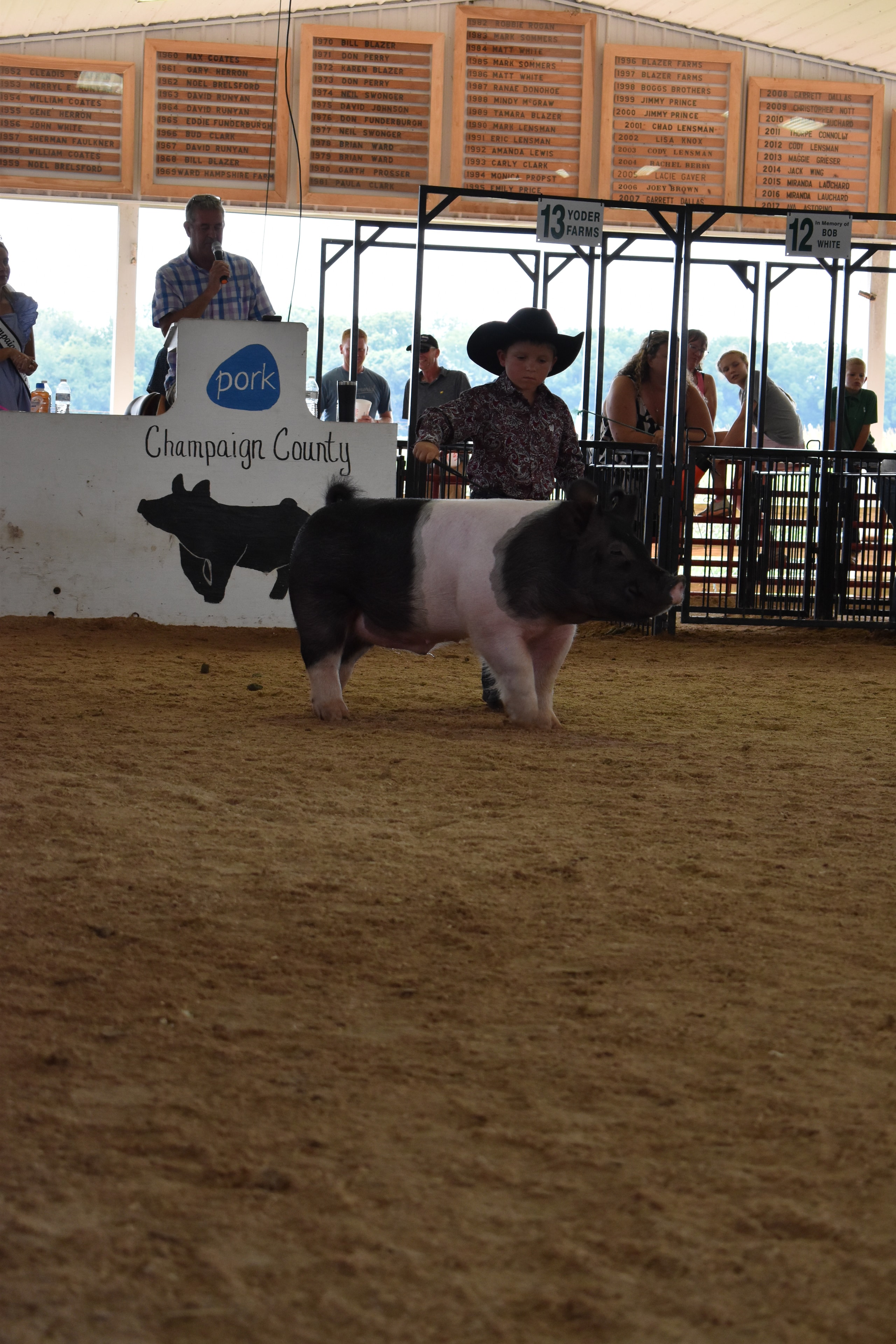 Small girl in red shirt with blonde hair steering large Hampshire cross pig in show ring with packed bleachers