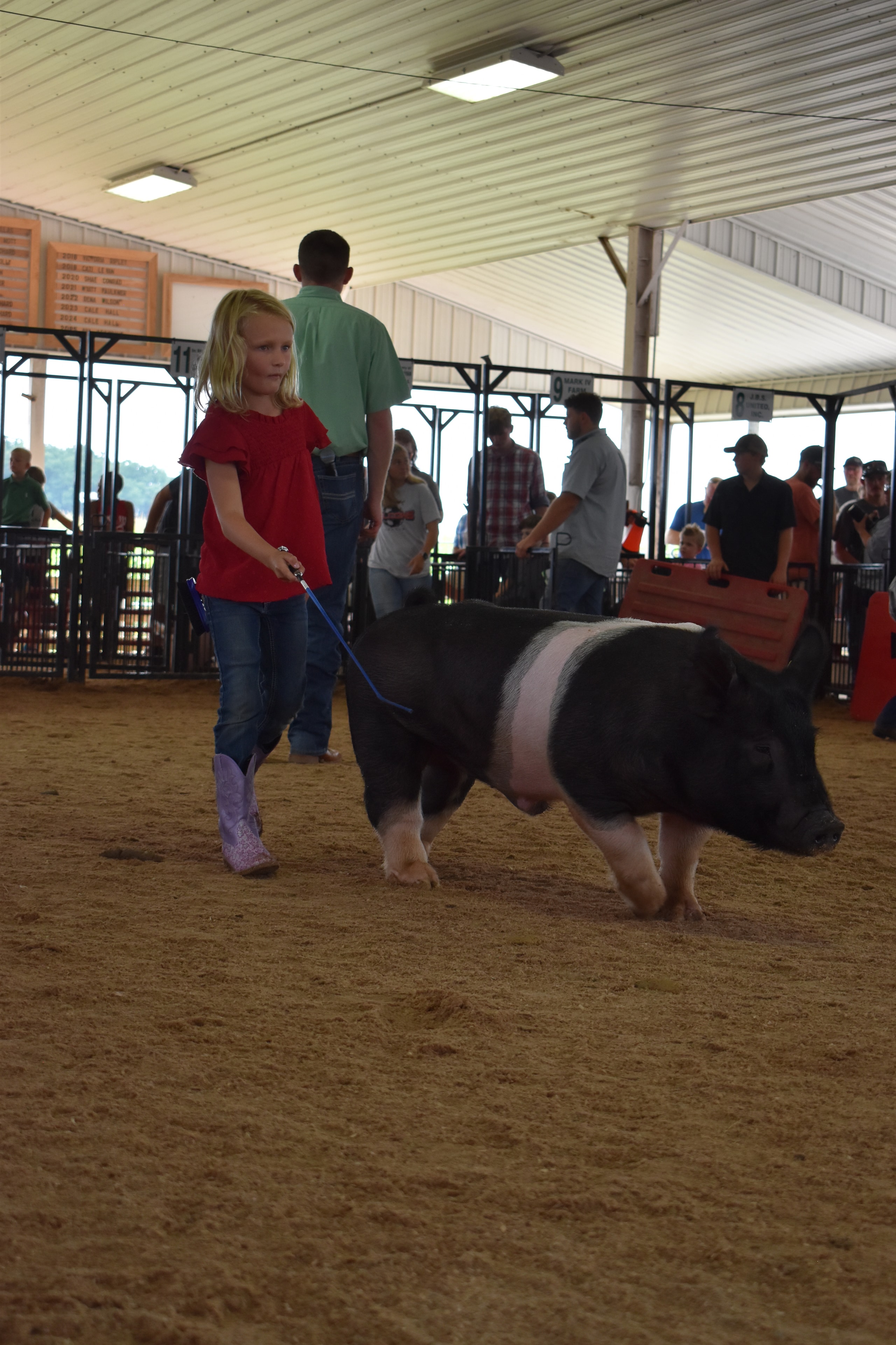 Small girl in red shirt with blonde hair steering large Hampshire cross pig with packed bleachers and past champions boards