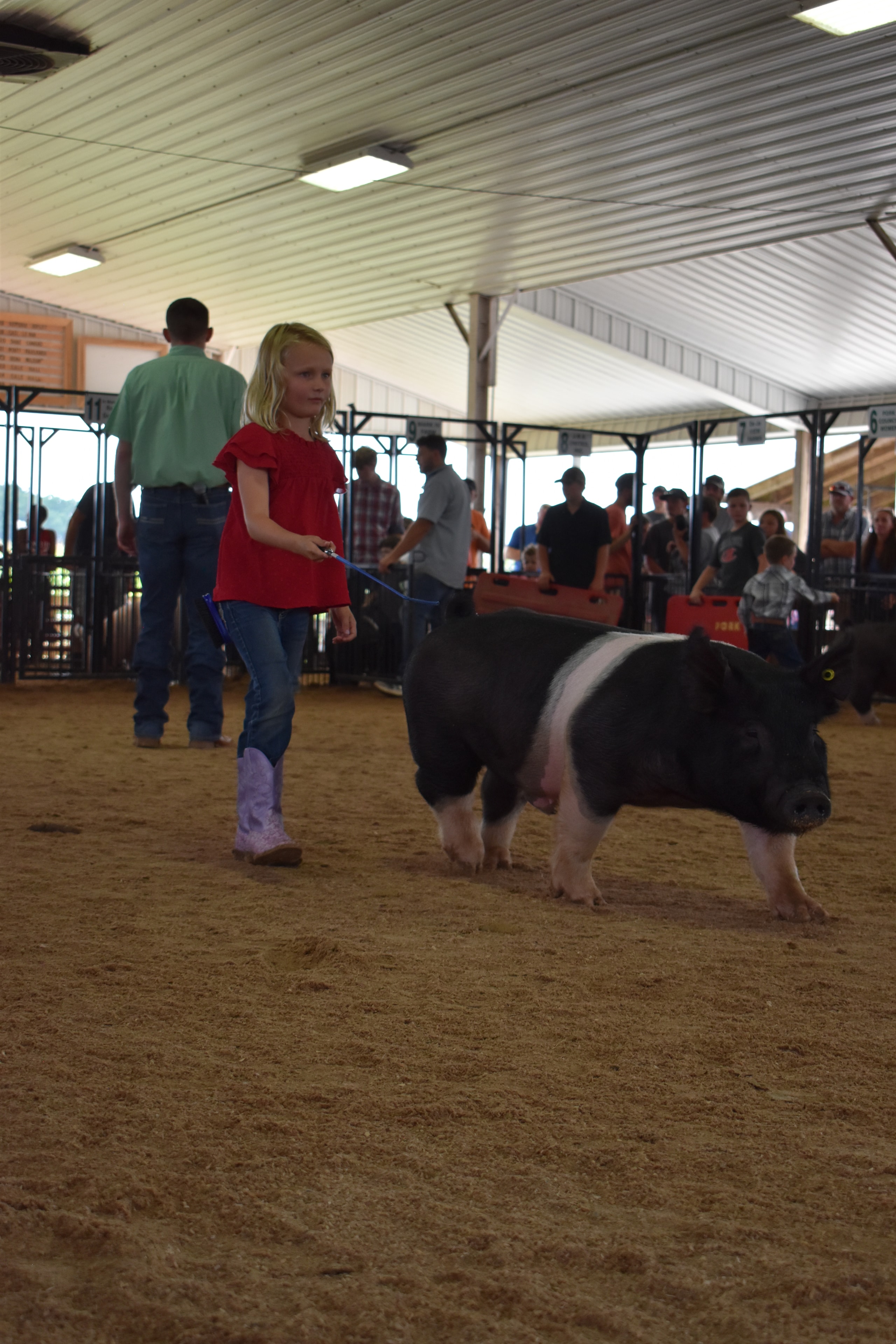 Small girl in red shirt with blonde hair steering large Hampshire cross pig walking toward camera in show ring