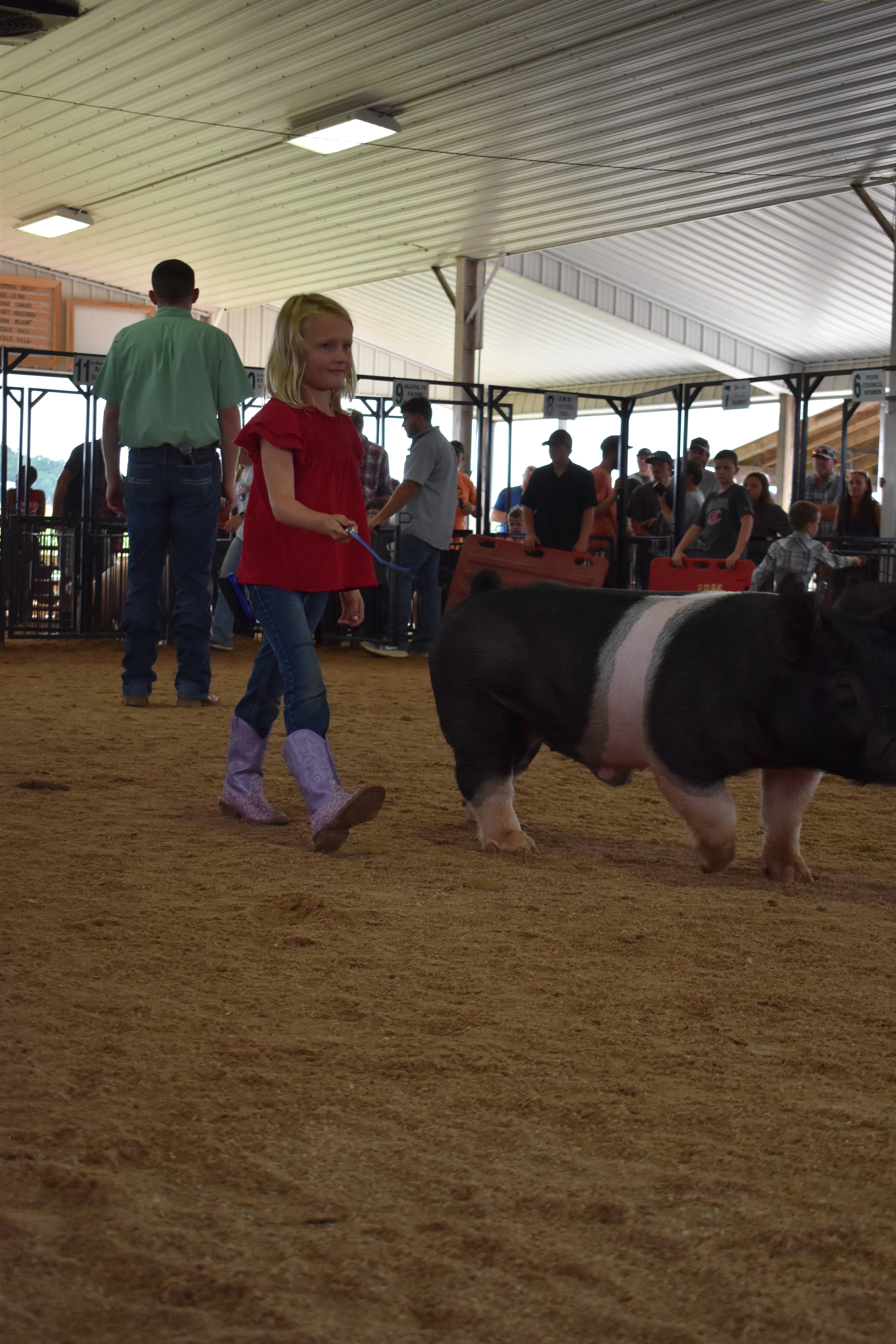 Small girl in red shirt with blonde hair steering large Hampshire cross pig with packed bleachers behind