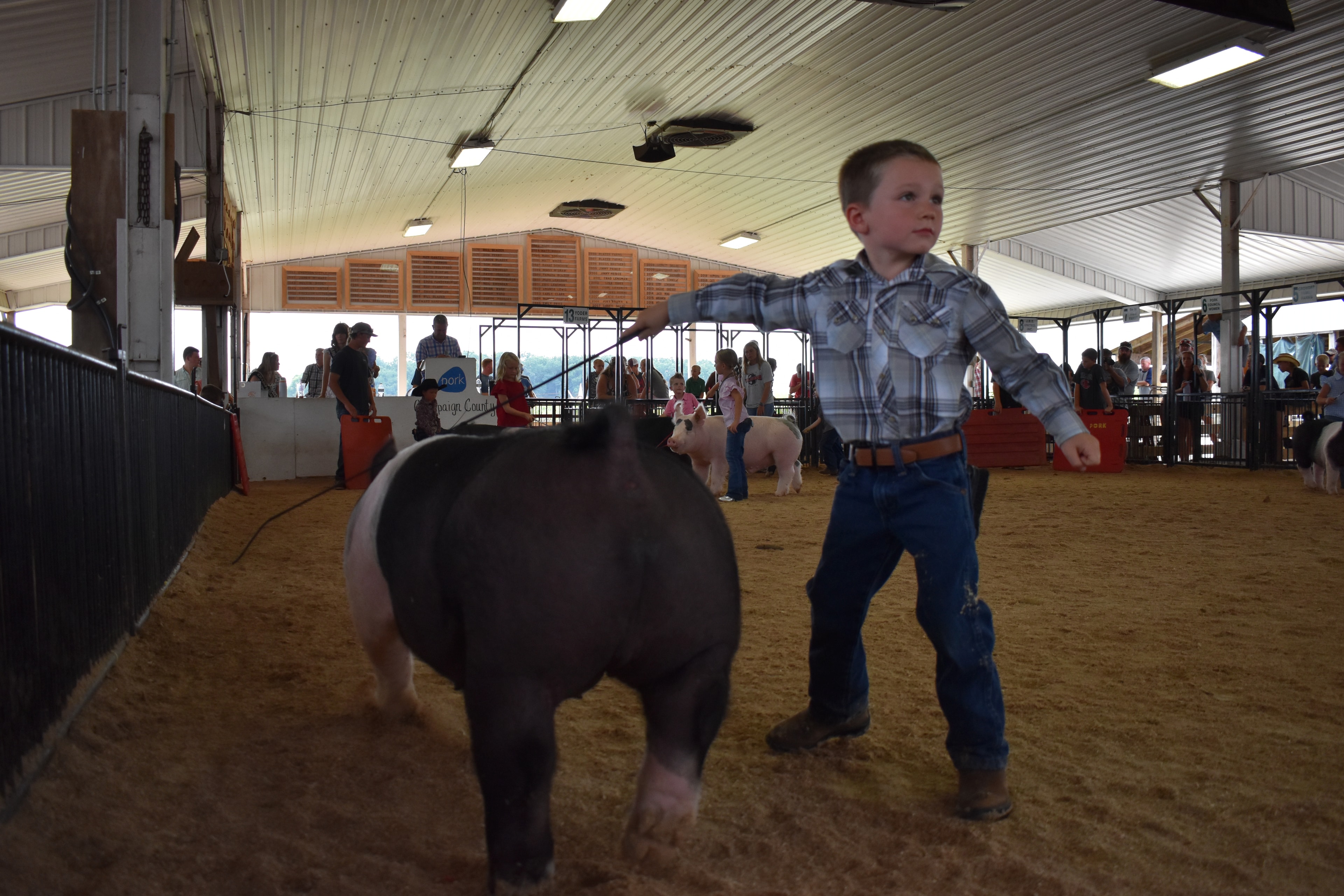 Girl in blue gingham shirt with blue bow steering Hampshire cross pig with girl in pink striped dress and large Hampshire cross pig in background