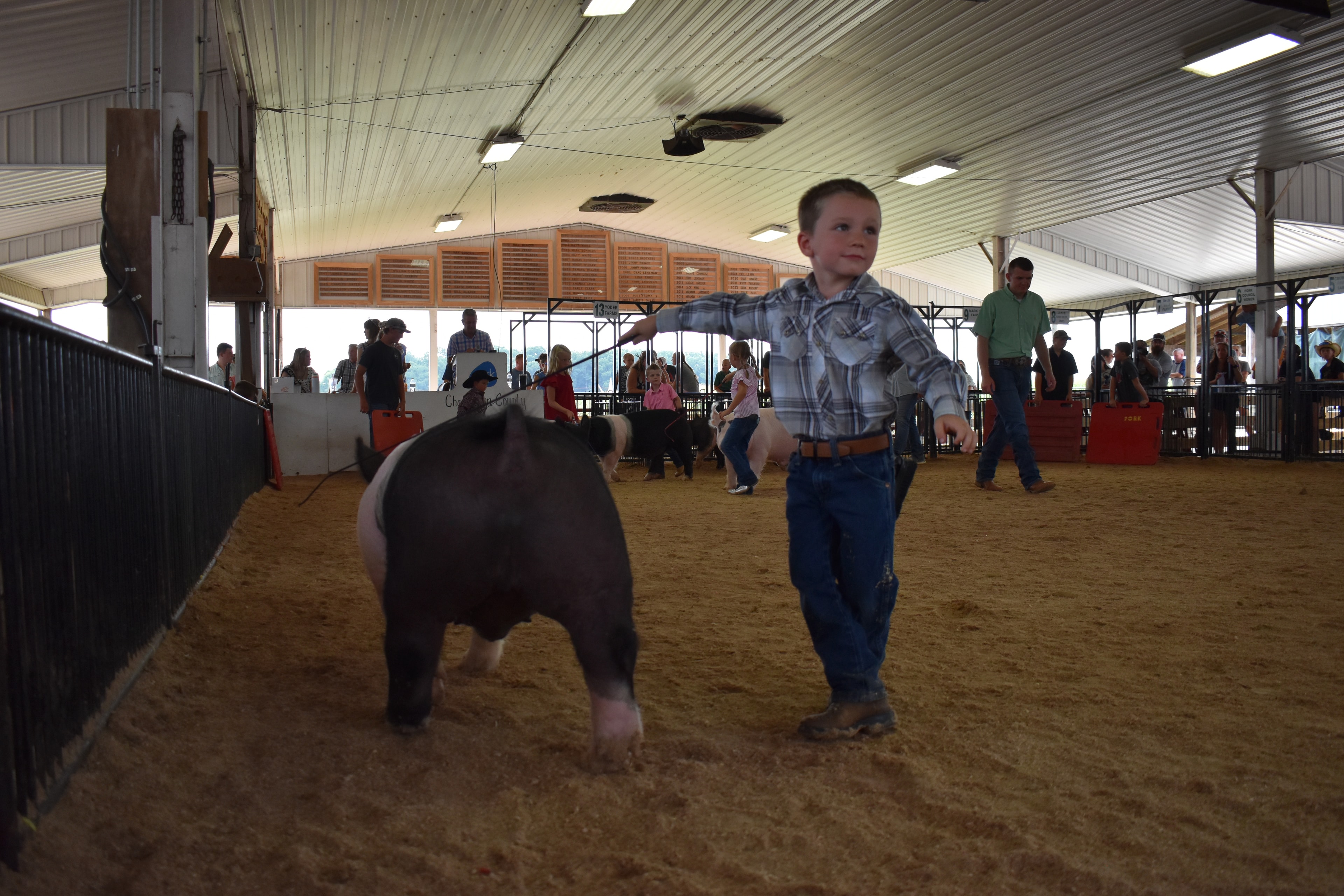 Small boy in plaid shirt steering Hampshire cross pig away from camera with Champaign County Pork sign and packed arena in background