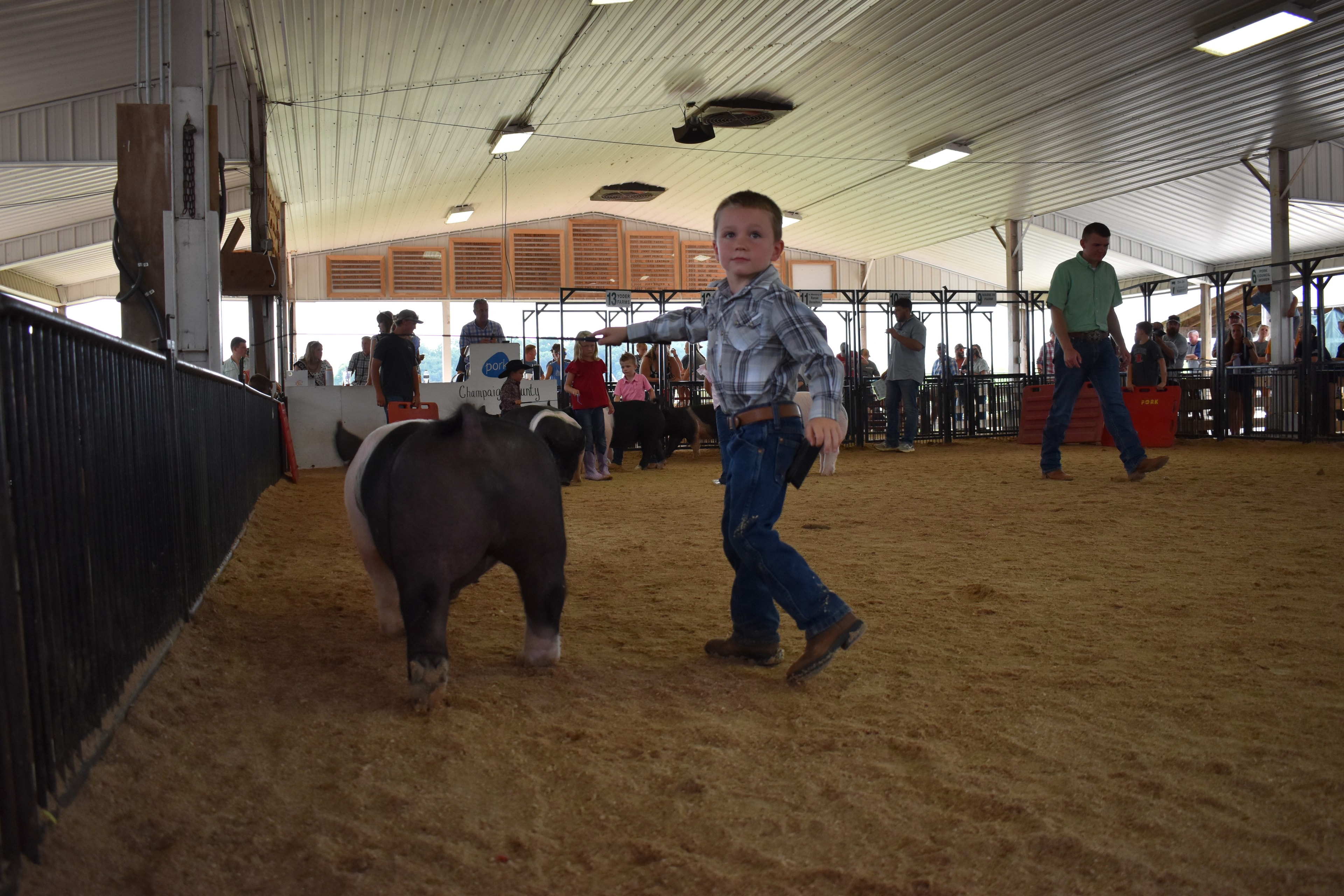 Small boy in plaid shirt steering Hampshire cross pig with Champaign County Pork sign and judge in green shirt in background