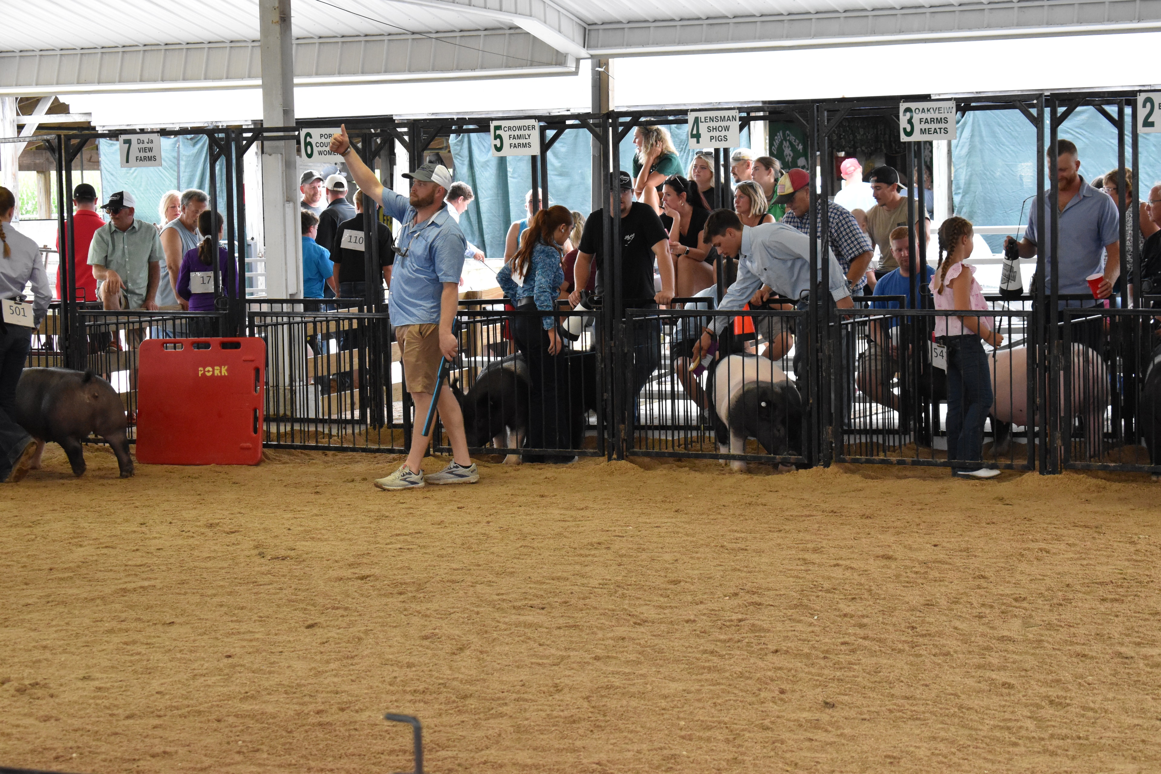 Judge and handlers in the show ring with pigs at Champaign County Fair