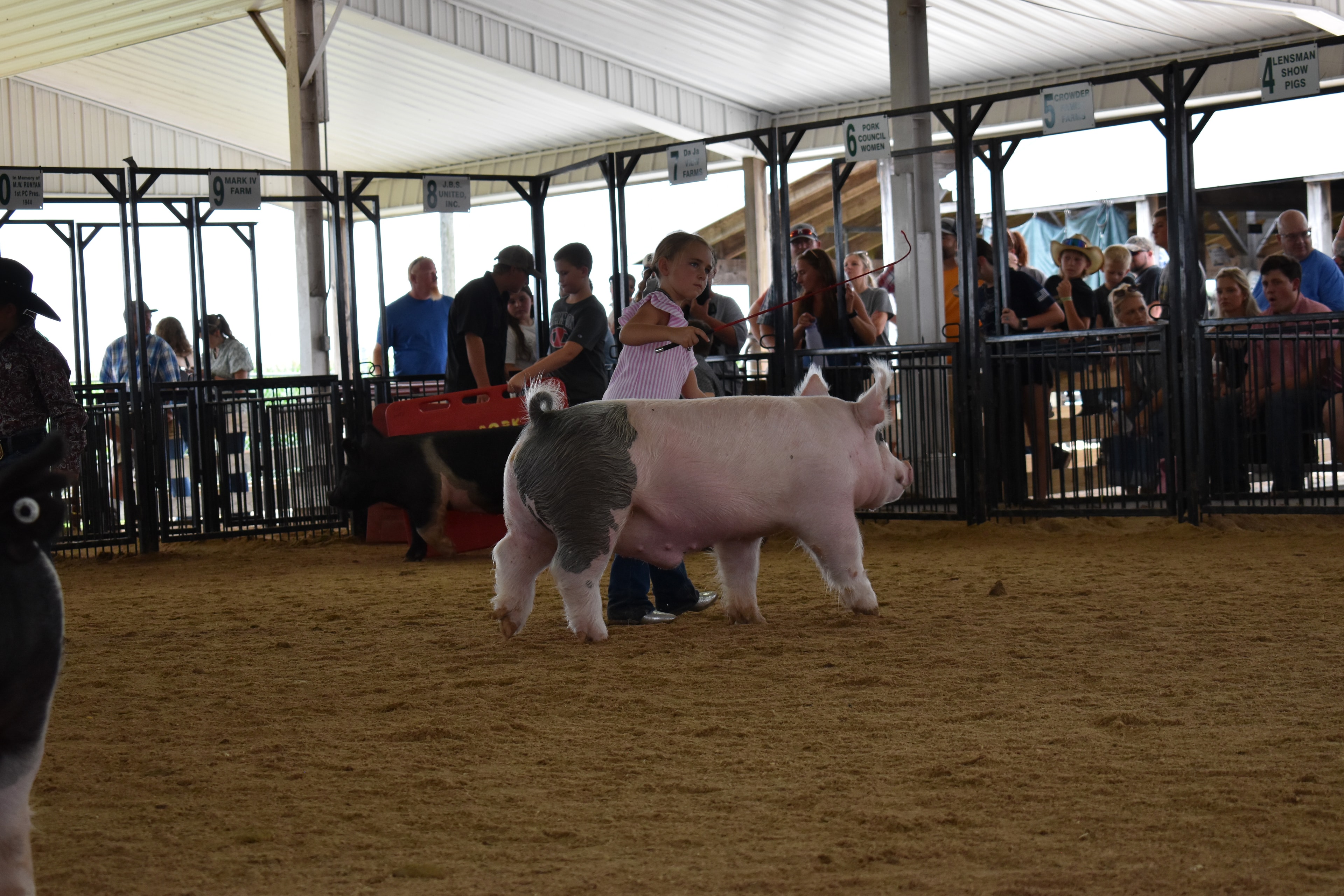 Boy in paisley shirt and black cowboy hat steering large Hampshire cross pig past Champaign County Pork sign with girl in red shirt and judge in green shirt