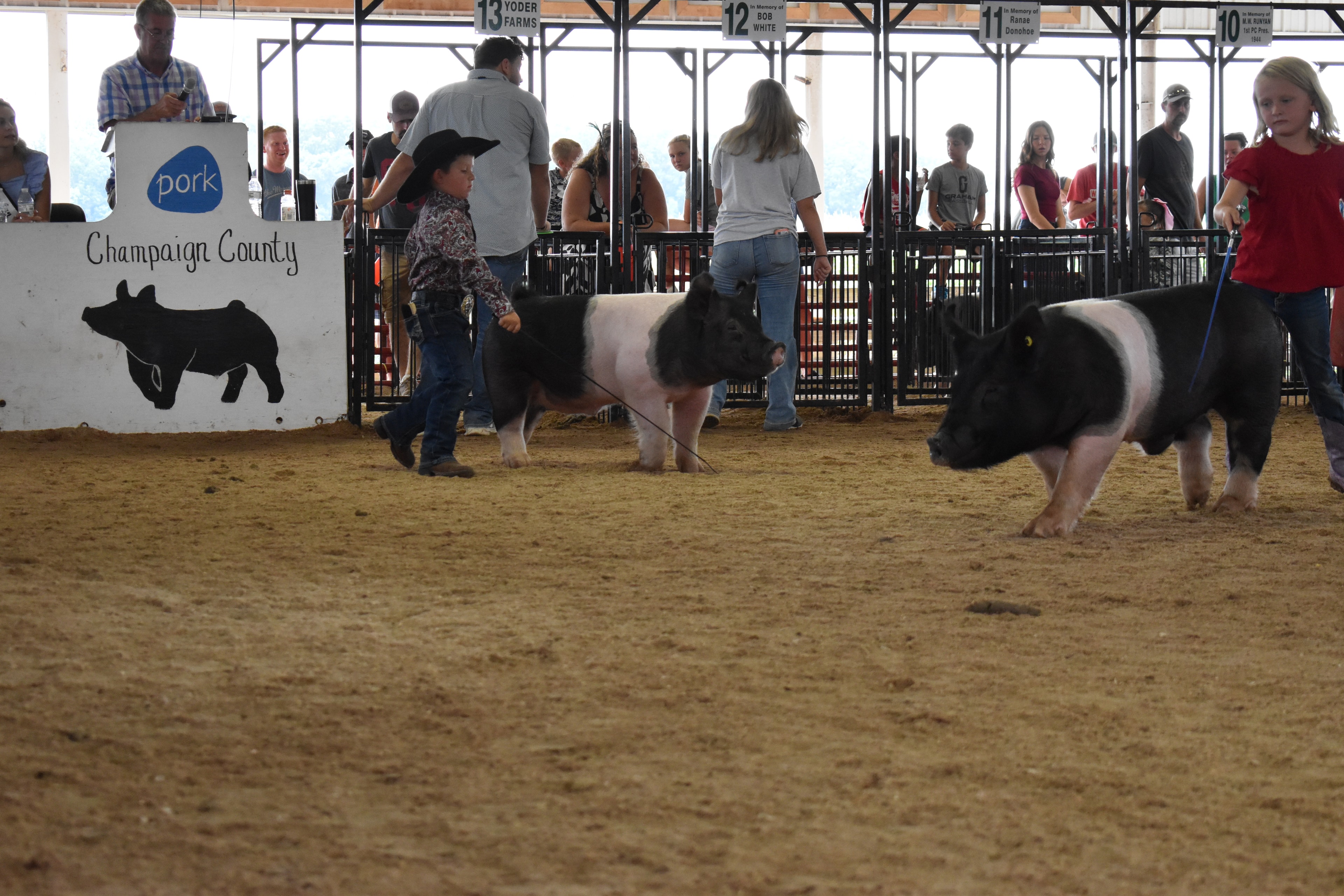 Girl in pink striped shirt steering large Hampshire cross pig with girl in blue plaid shirt and black Hampshire cross pig alongside with packed grandstands