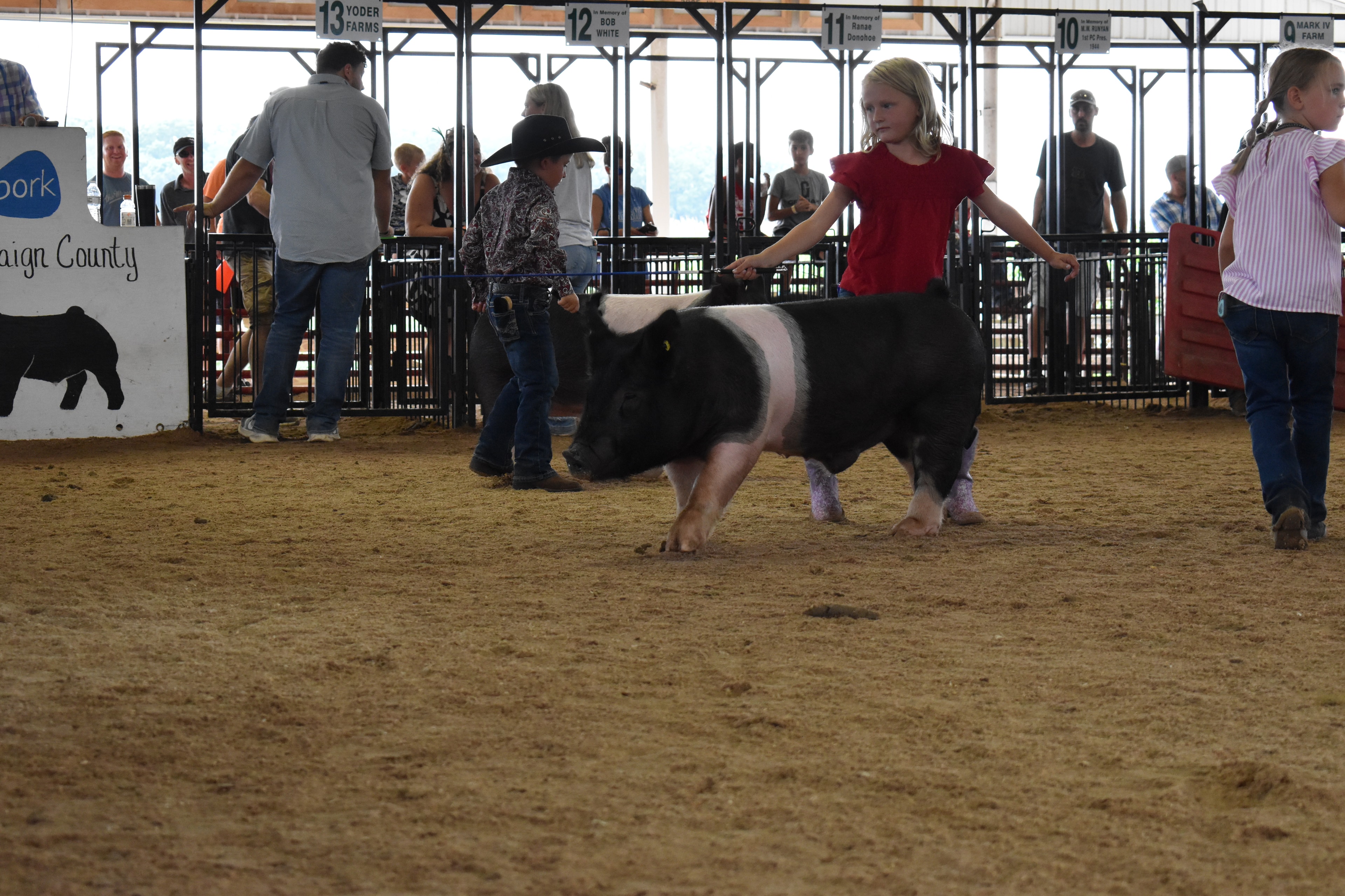Girl in pink striped shirt steering large Hampshire cross pig facing camera with girl in blue plaid shirt and black Hampshire cross pig behind