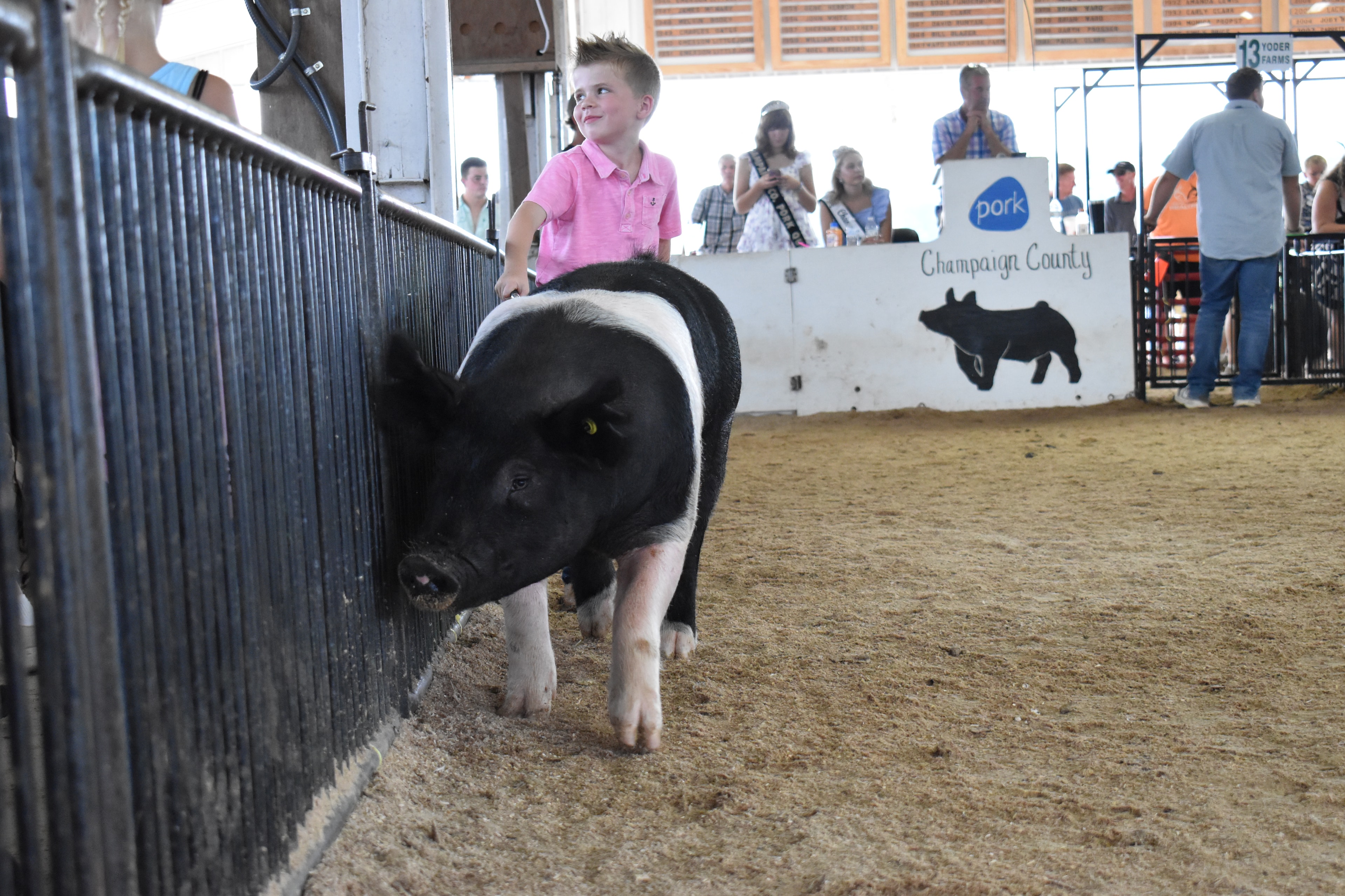 Girl in pink striped shirt steering large Hampshire cross pig with girl in red shirt and black Hampshire cross pig in background