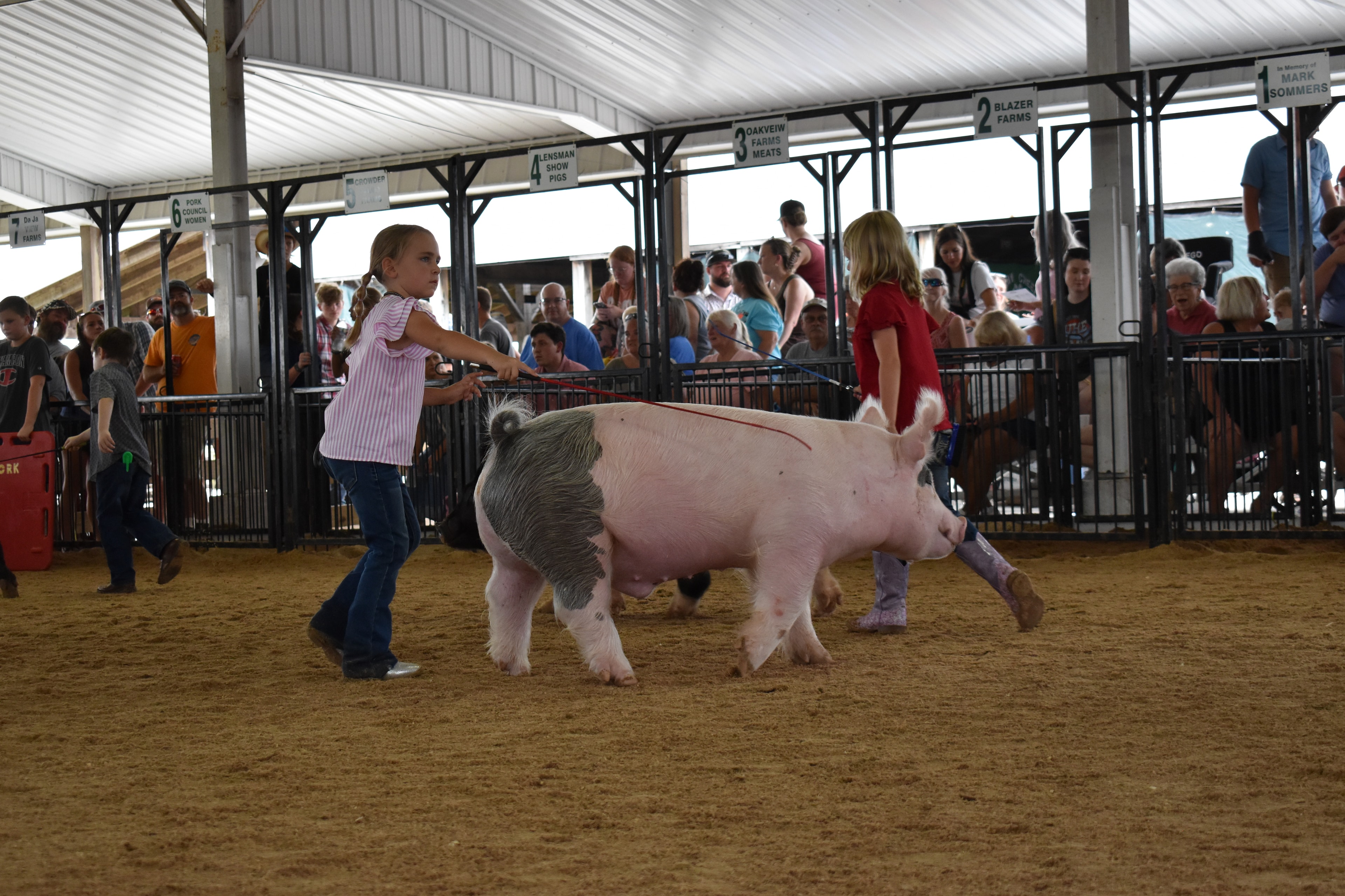 Boy in pink polo with spiky hair steering large black Hampshire cross pig with judge in green shirt watching at county fair