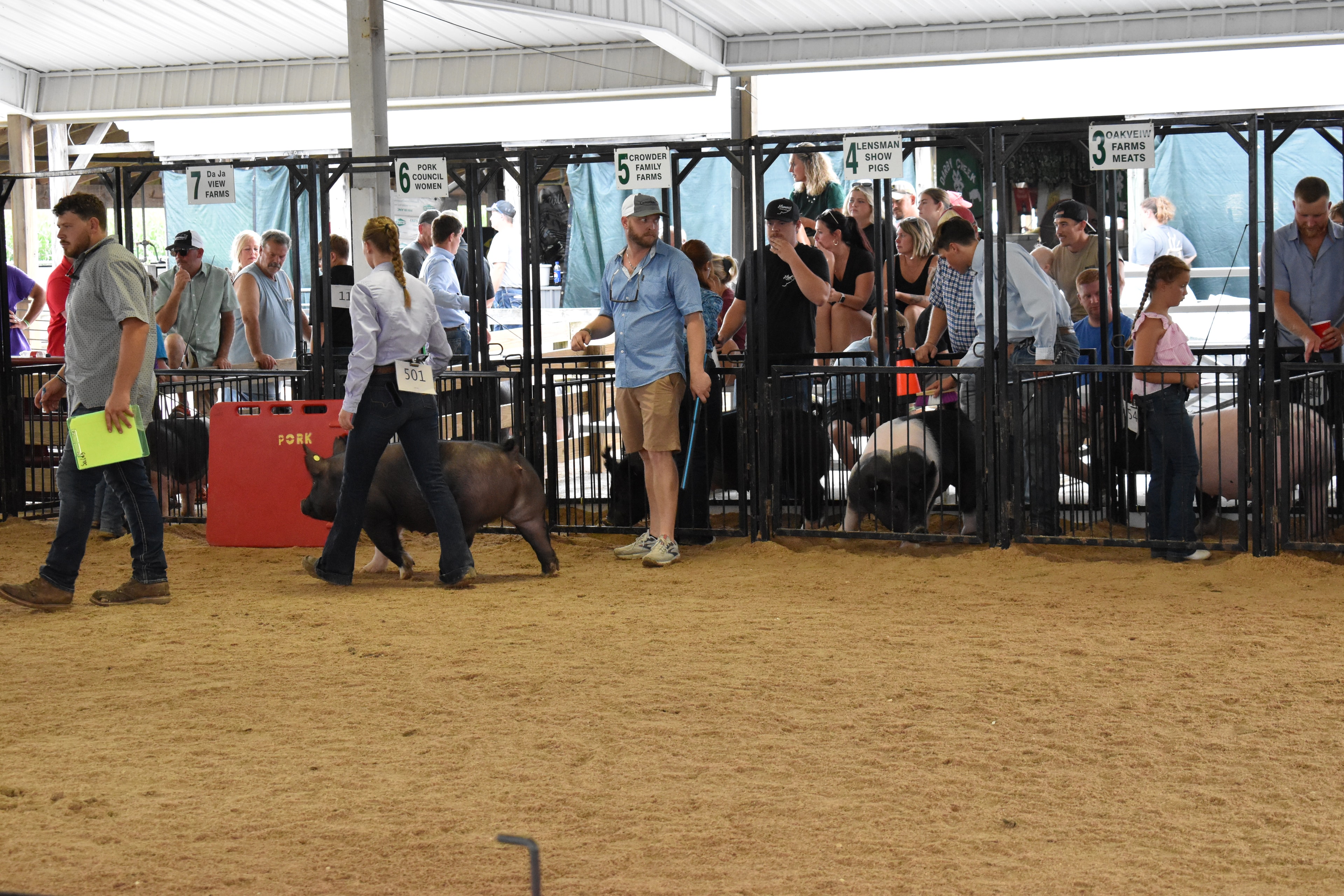 Exhibitor walking pig past the judge in the show ring at Champaign County Fair