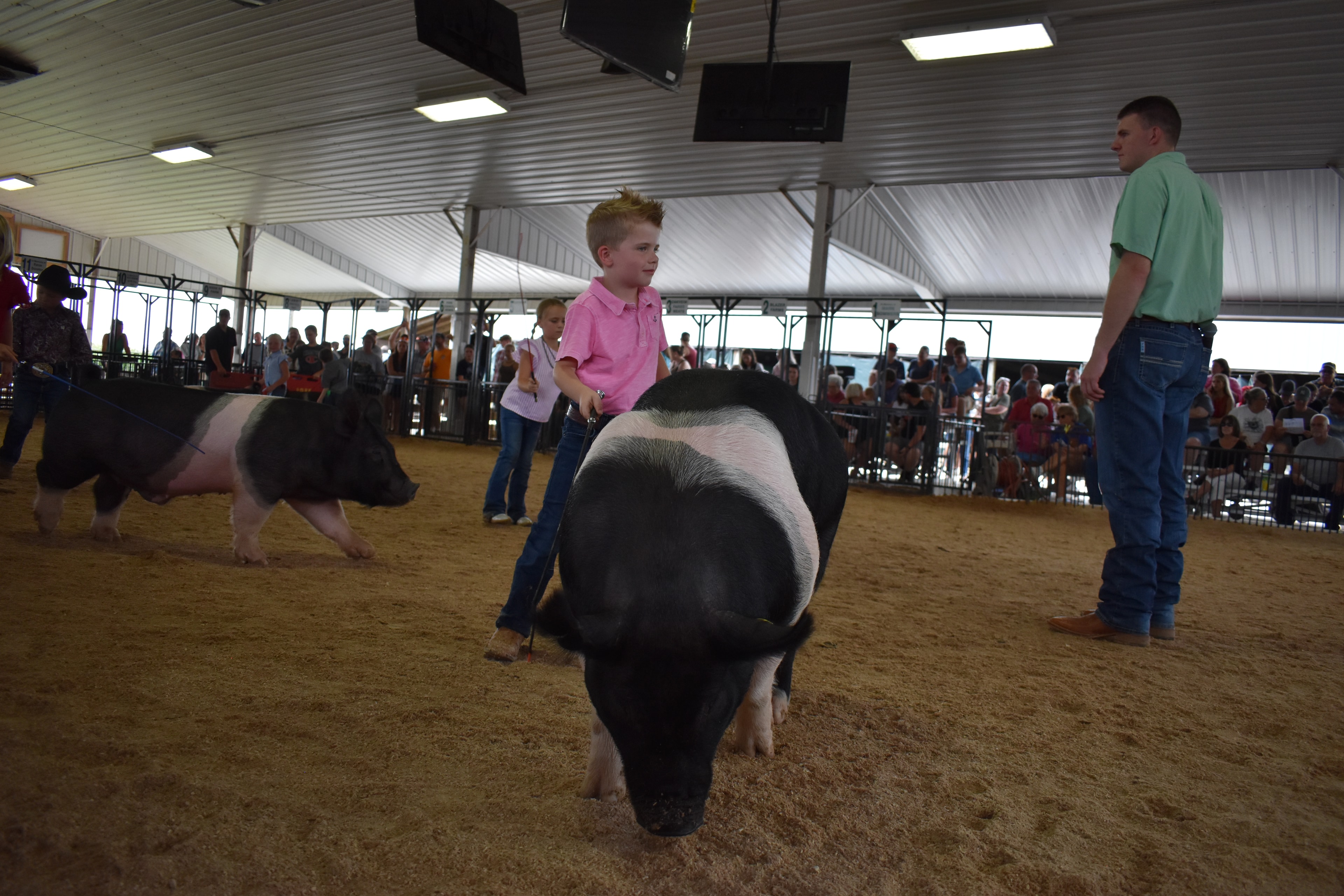 Boy in paisley shirt and black cowboy hat steering Hampshire cross pig past Champaign County Pork sign with girl in red shirt and second pig in background
