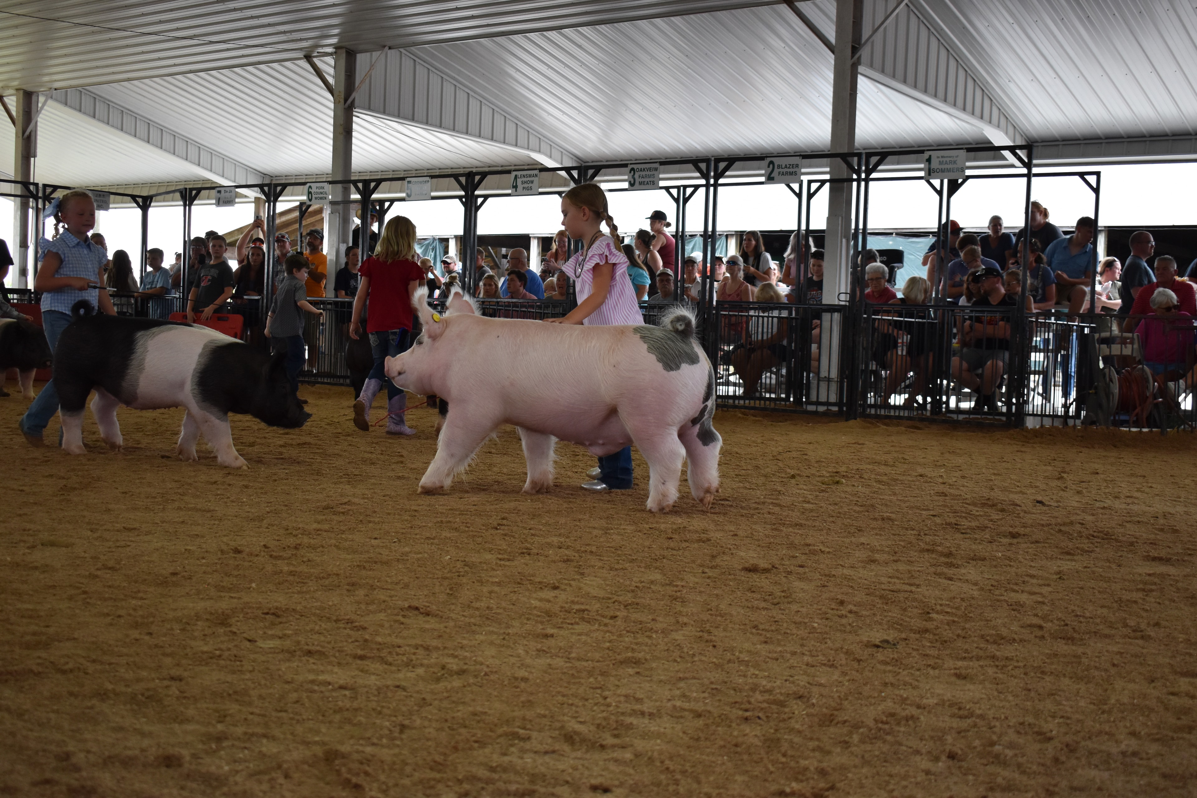 Boy in pink polo steering large black Hampshire cross pig along arena fence with Champaign County Pork sign and Pork Queen in background