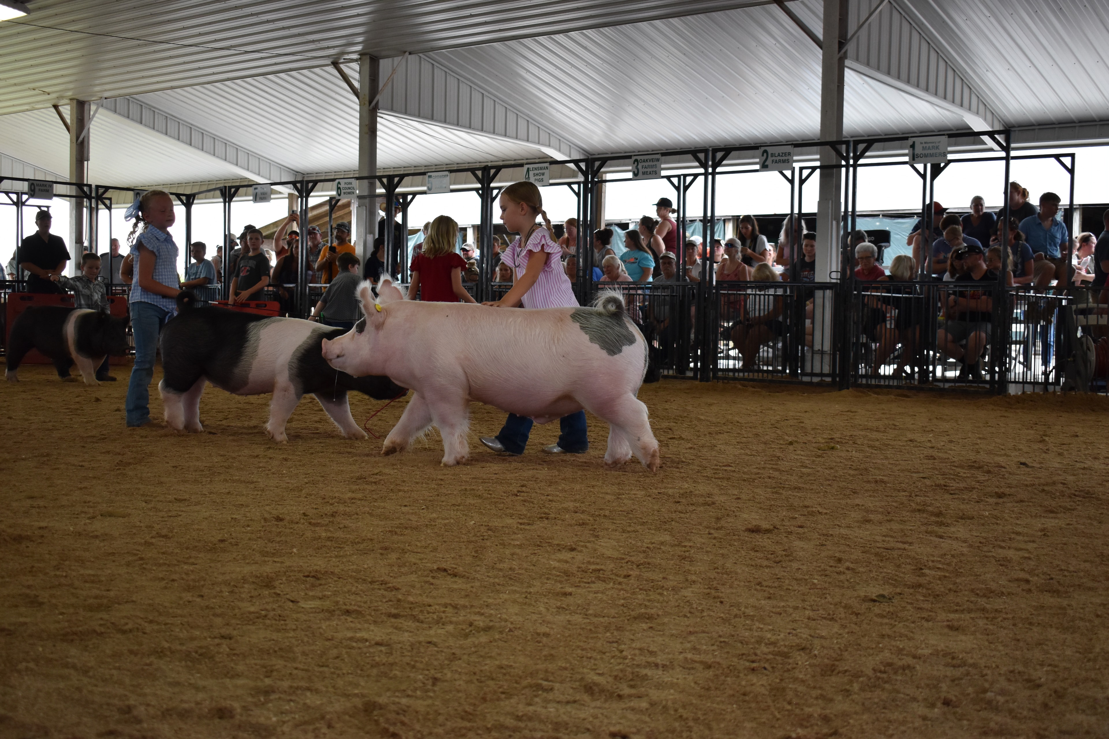 Girl in red shirt steering large black Hampshire cross pig past Champaign County Pork sign with boy in paisley shirt and second pig in background