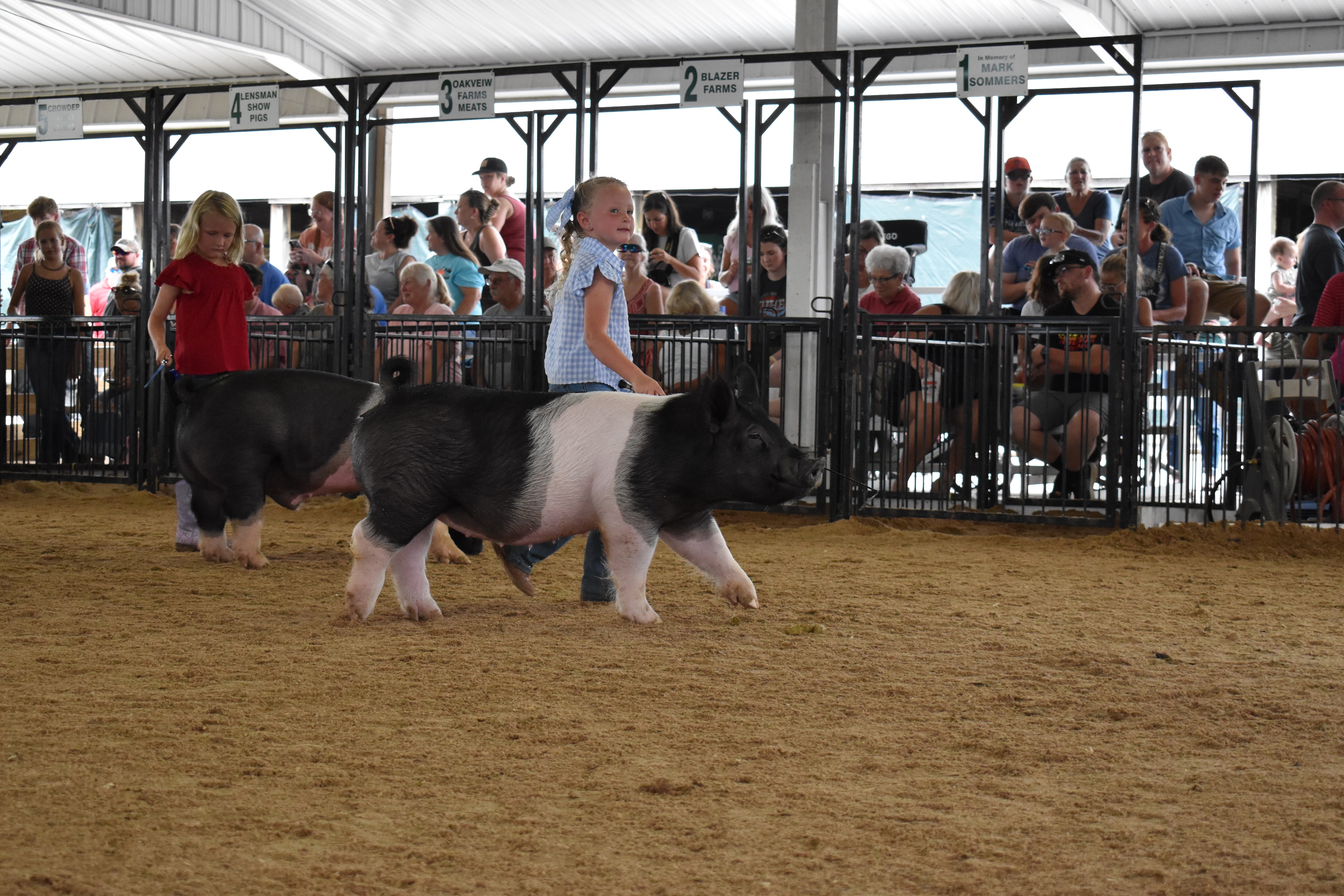 Small girl in blue gingham shirt with blue bow steering large black-and-white Hampshire cross pig toward camera with packed grandstands and sponsor pens behind