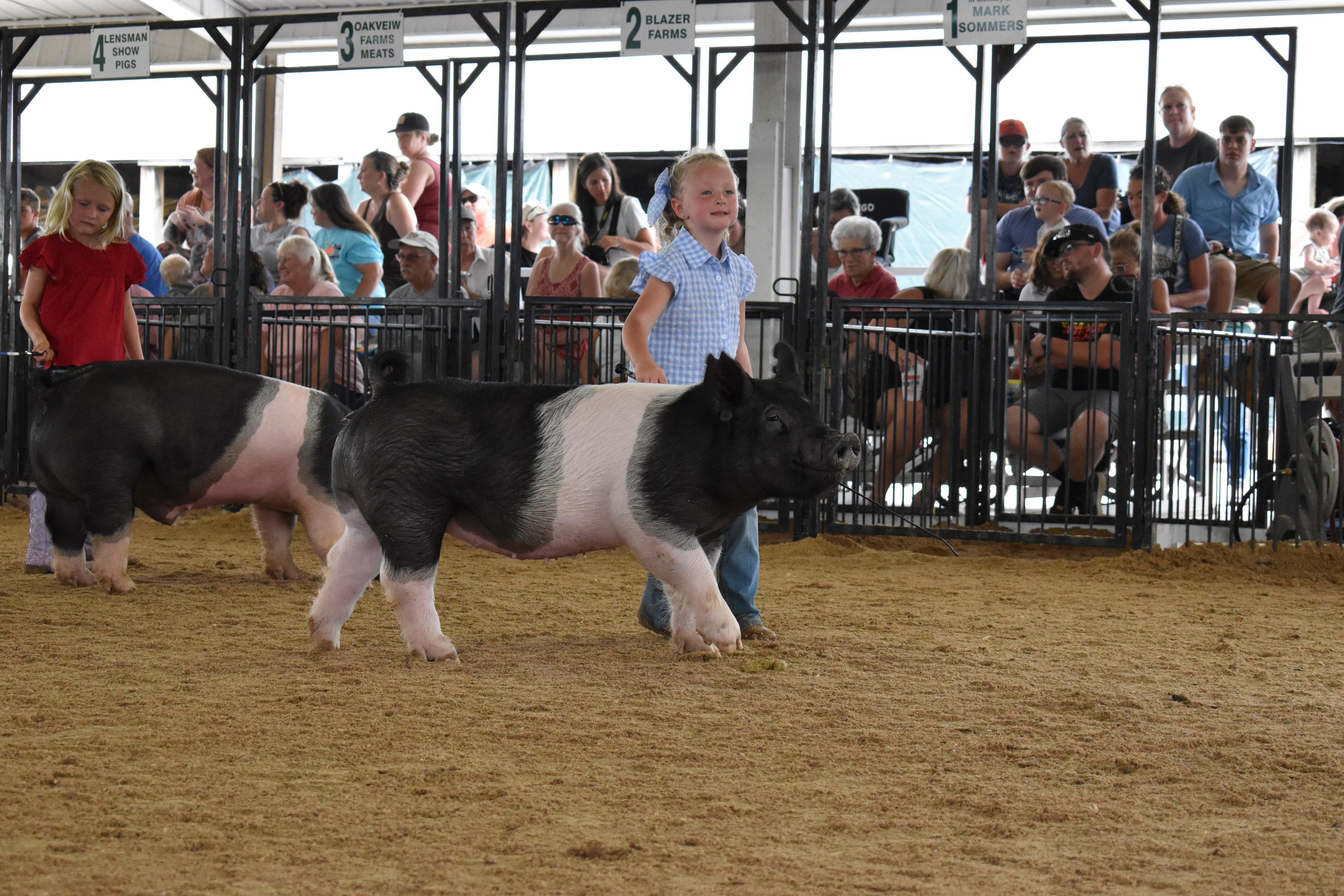 Boy in gray plaid shirt steering large black Hampshire cross pig sideways with packed grandstands and Mark Sommers memorial sign behind