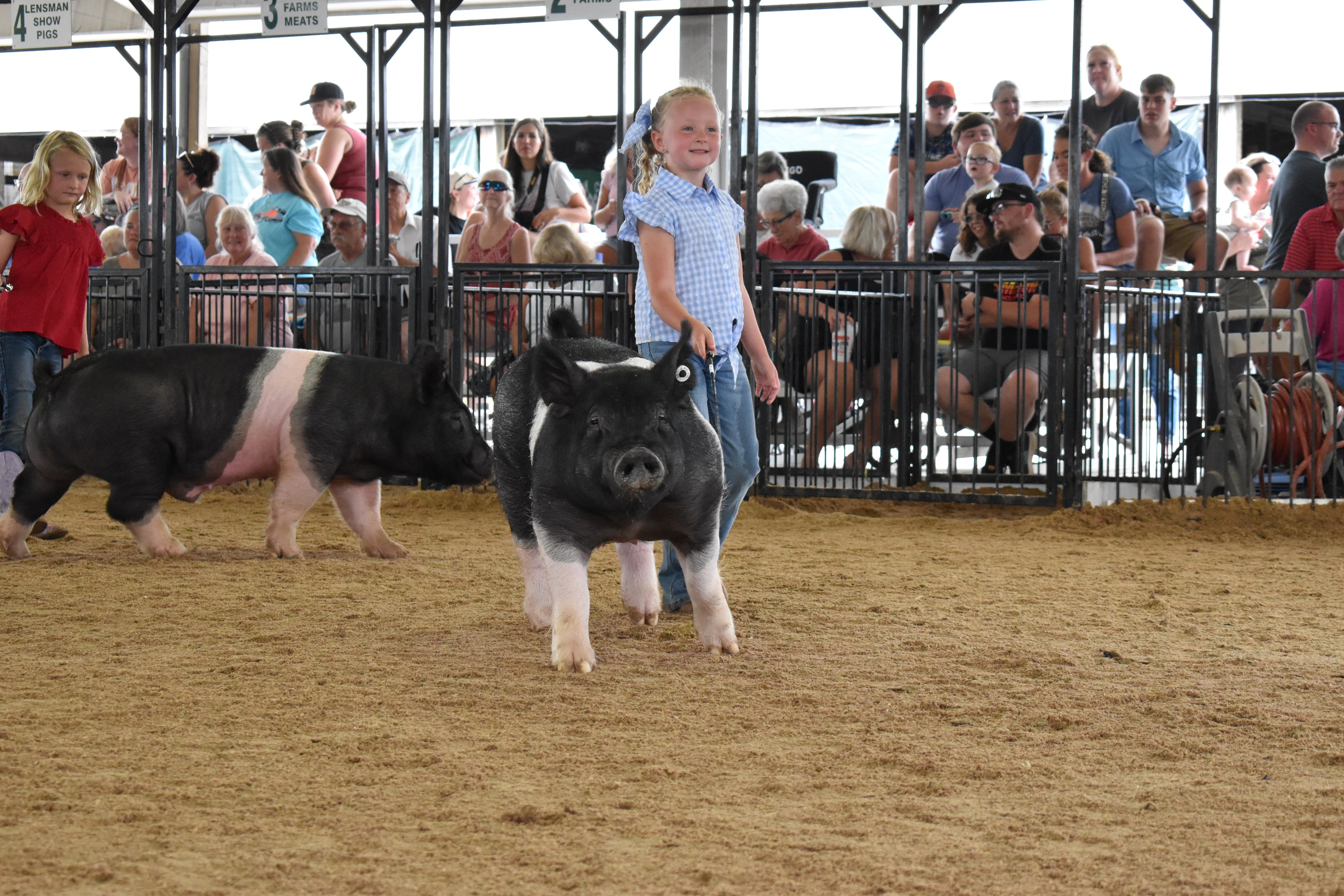 Boy in dark paisley shirt and black cowboy hat steering large black-and-white Hampshire cross pig toward camera with Champaign County Pork sign and boy in pink polo behind