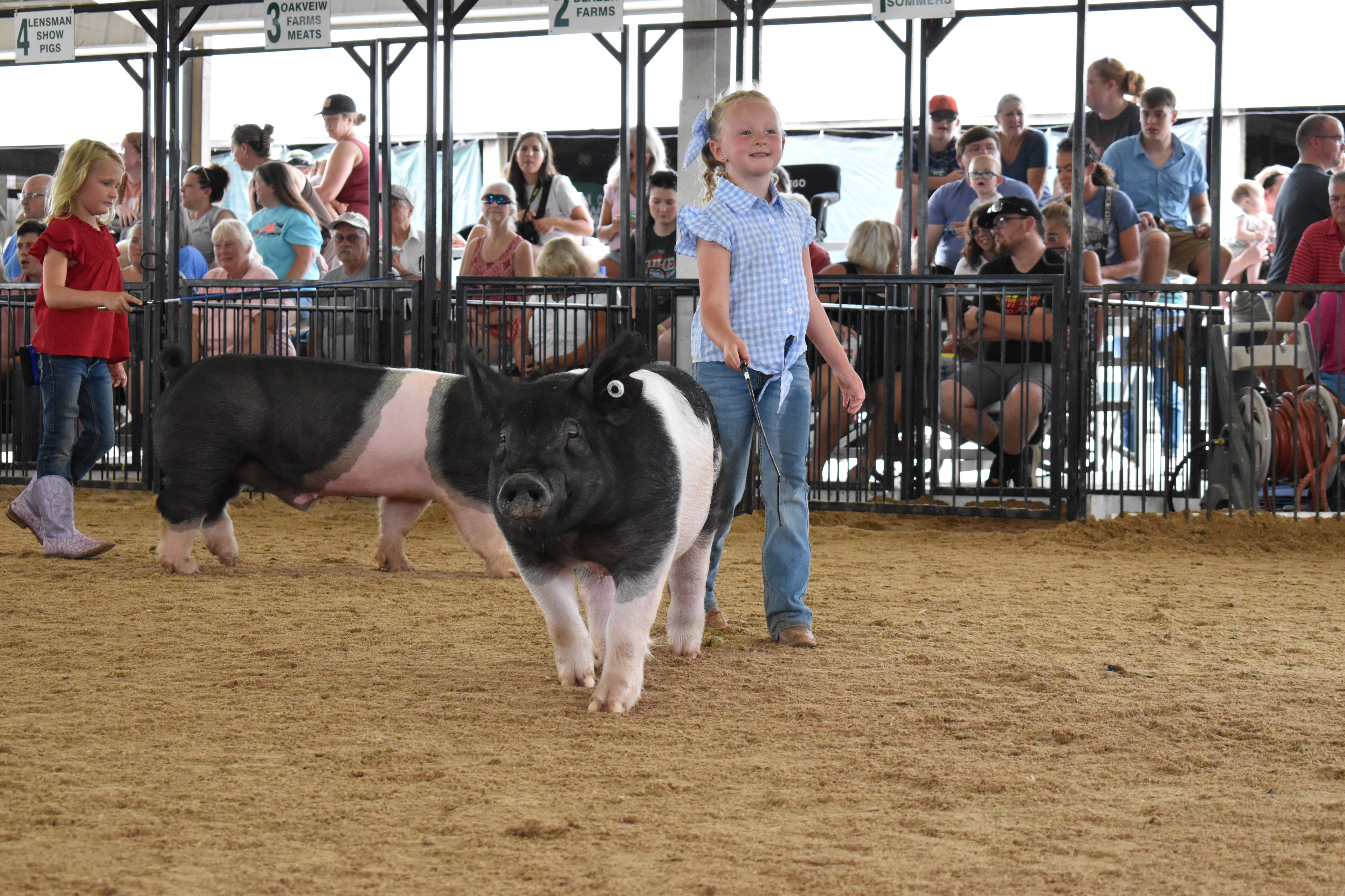 Boy in dark paisley shirt and black cowboy hat steering large black-and-white Hampshire cross pig with Champaign County Pork sign and Pork Queen at podium behind