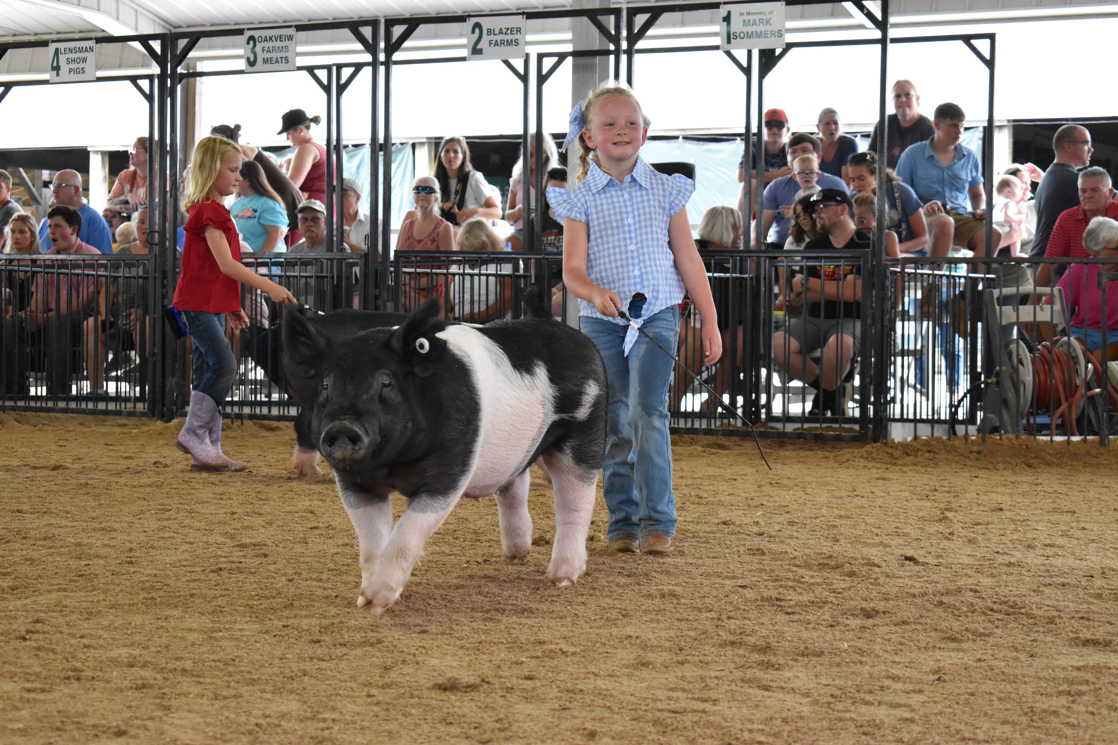 Boy in pink polo steering large black Hampshire cross pig with girl in pink ruffled shirt and large Yorkshire pig alongside — Lensman Show Pigs and Pork Council Women sponsor pens behind