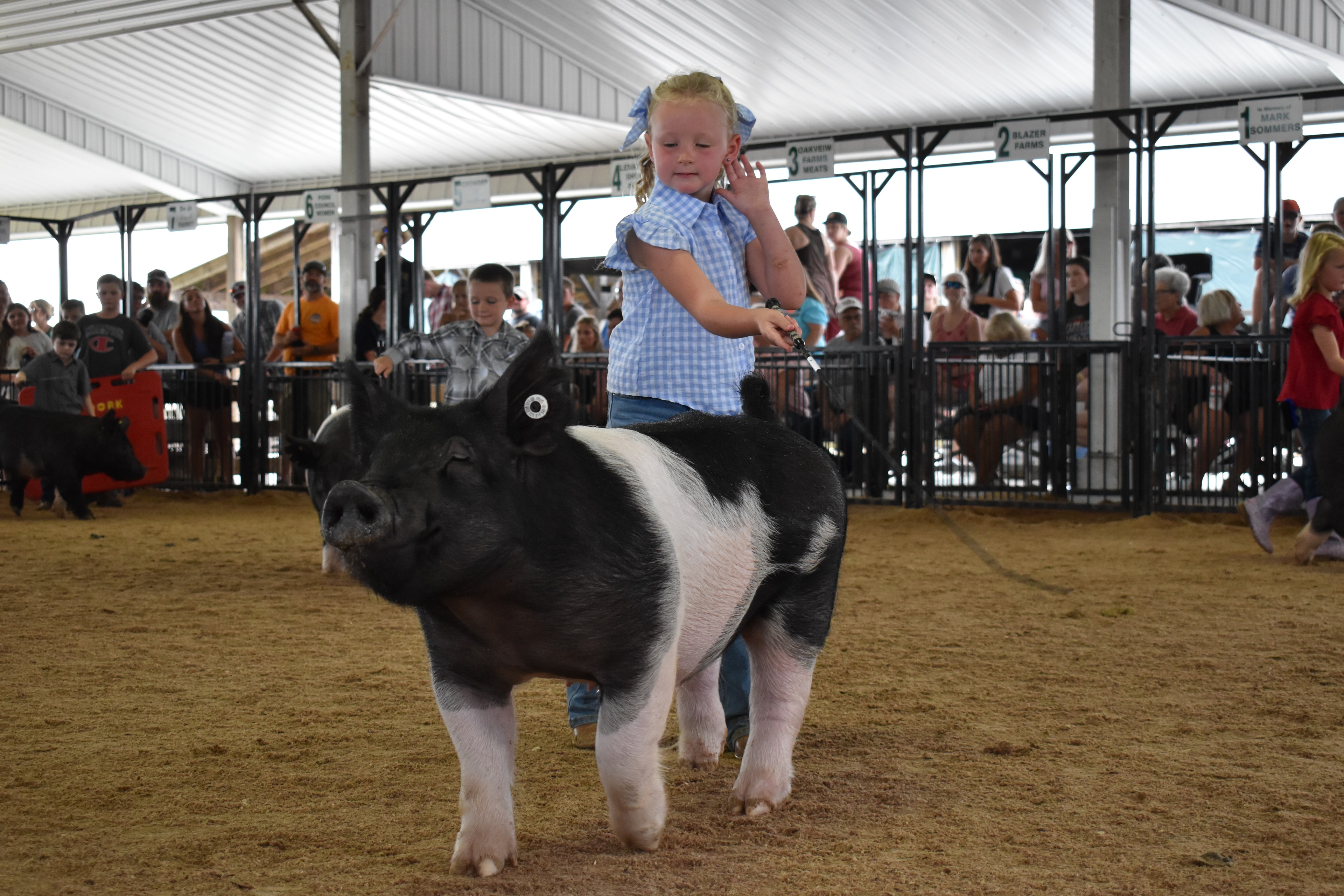 Small girl in blue gingham shirt with blue bow steering large black-and-white Hampshire cross pig head-on toward camera with girl in red shirt and second pig alongside