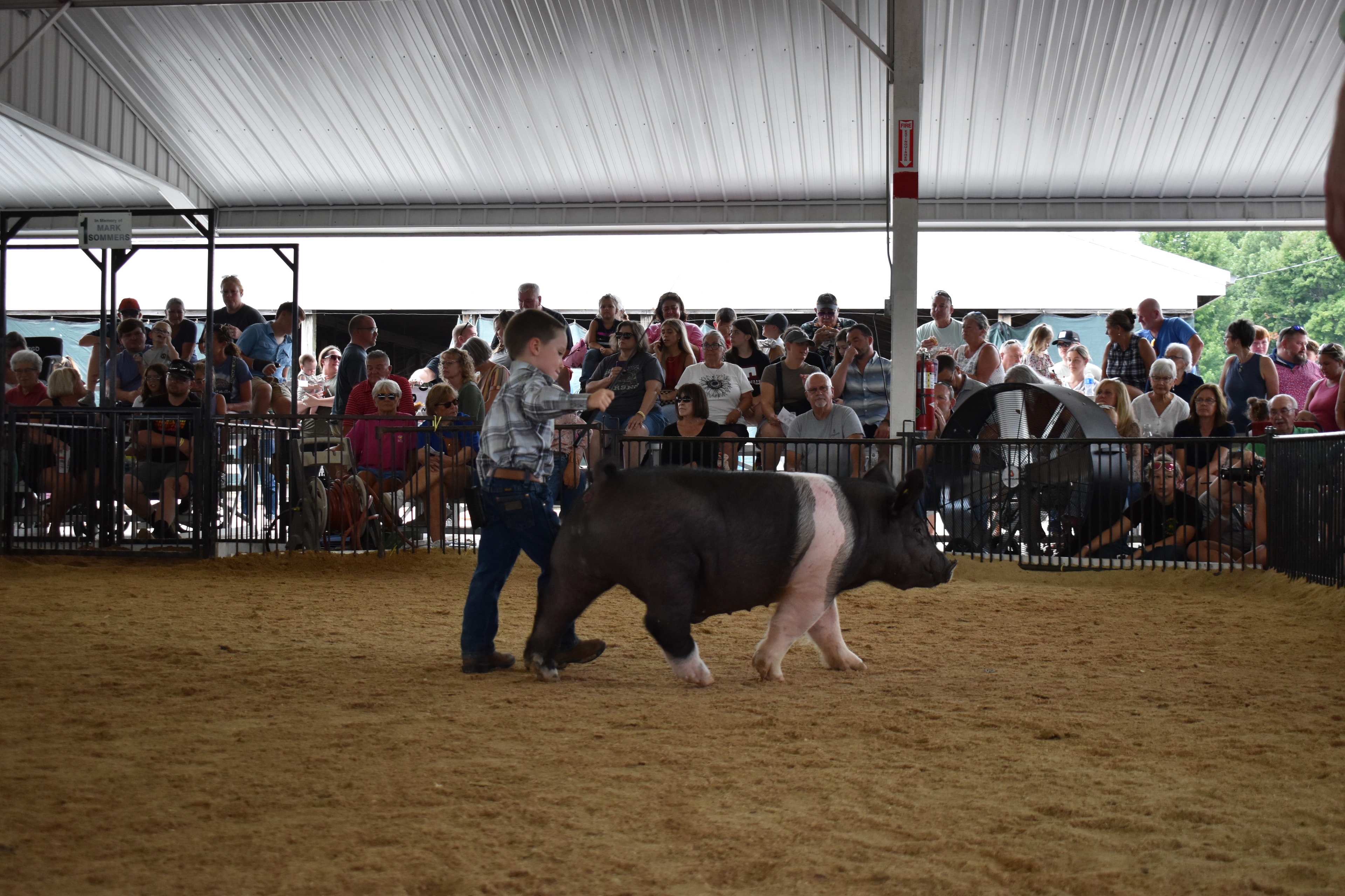 Small girl in blue gingham shirt with blue bow steering large black-and-white Hampshire cross pig sideways with girl in red shirt and second pig alongside — Lensman Show Pigs sponsor pens behind