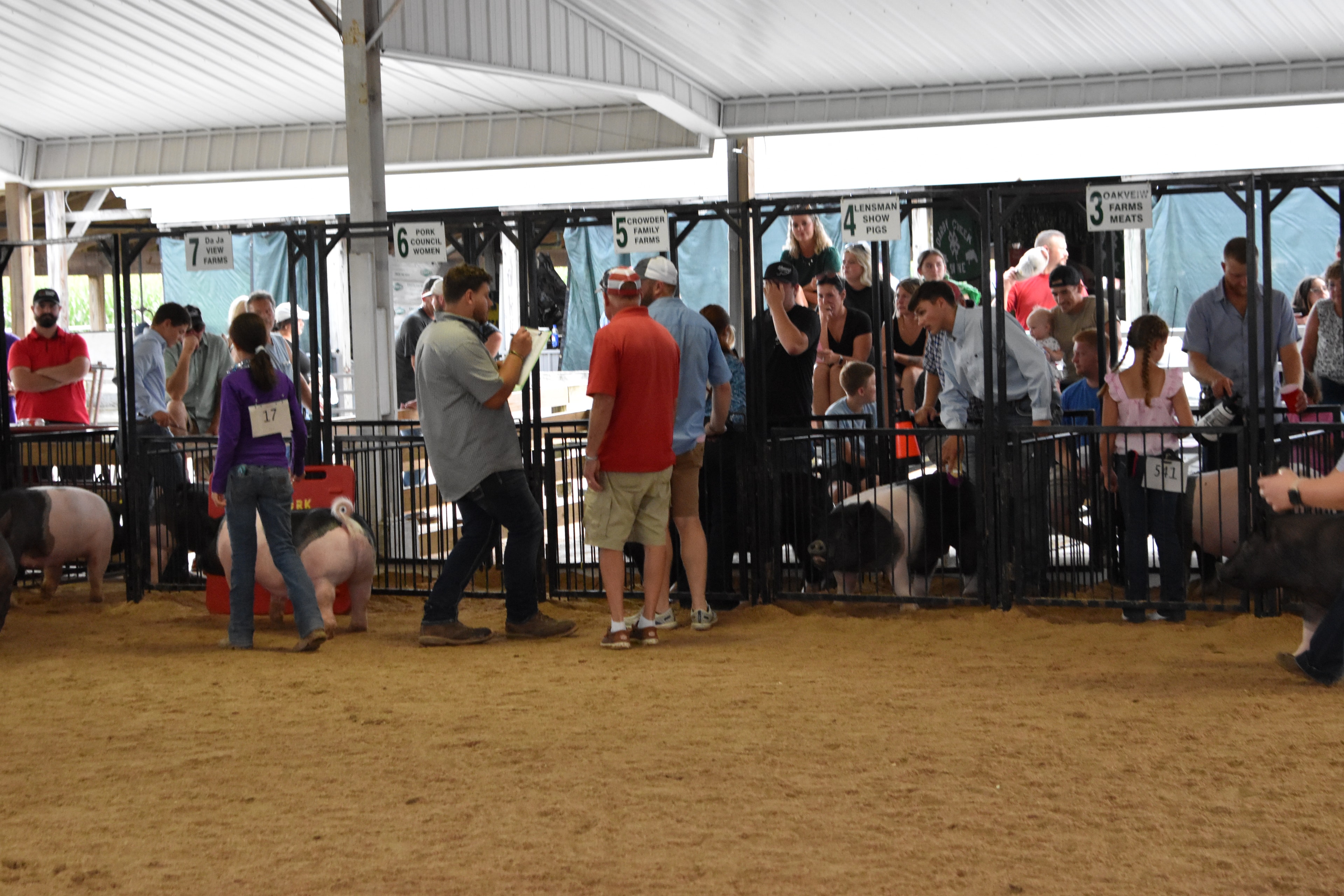 Multiple exhibitors and judge in the show ring at Champaign County Fair pig show