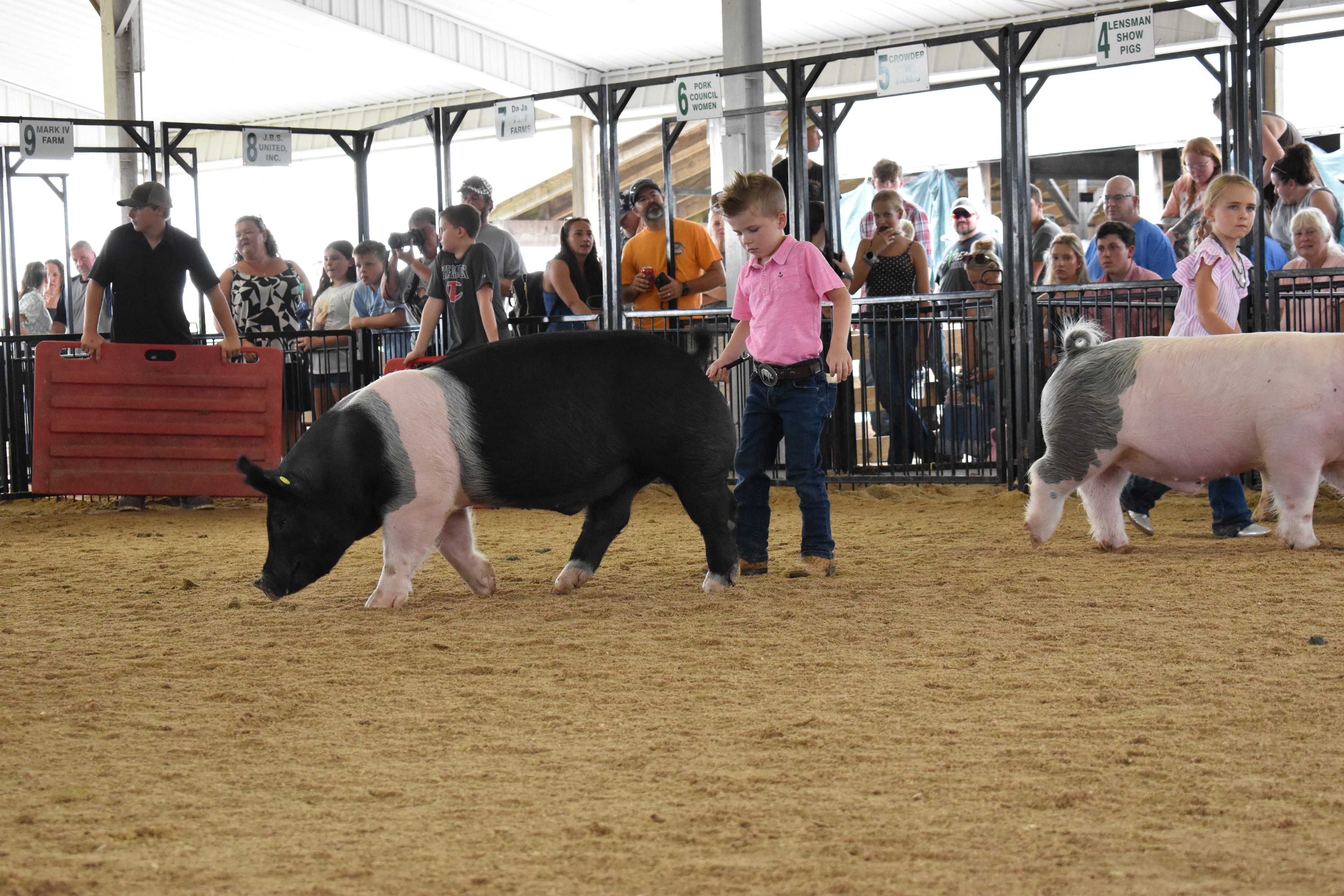 Small girl in blue gingham shirt with blue bow smiling while steering large black-and-white Hampshire cross pig toward camera with girl in red shirt and second pig alongside