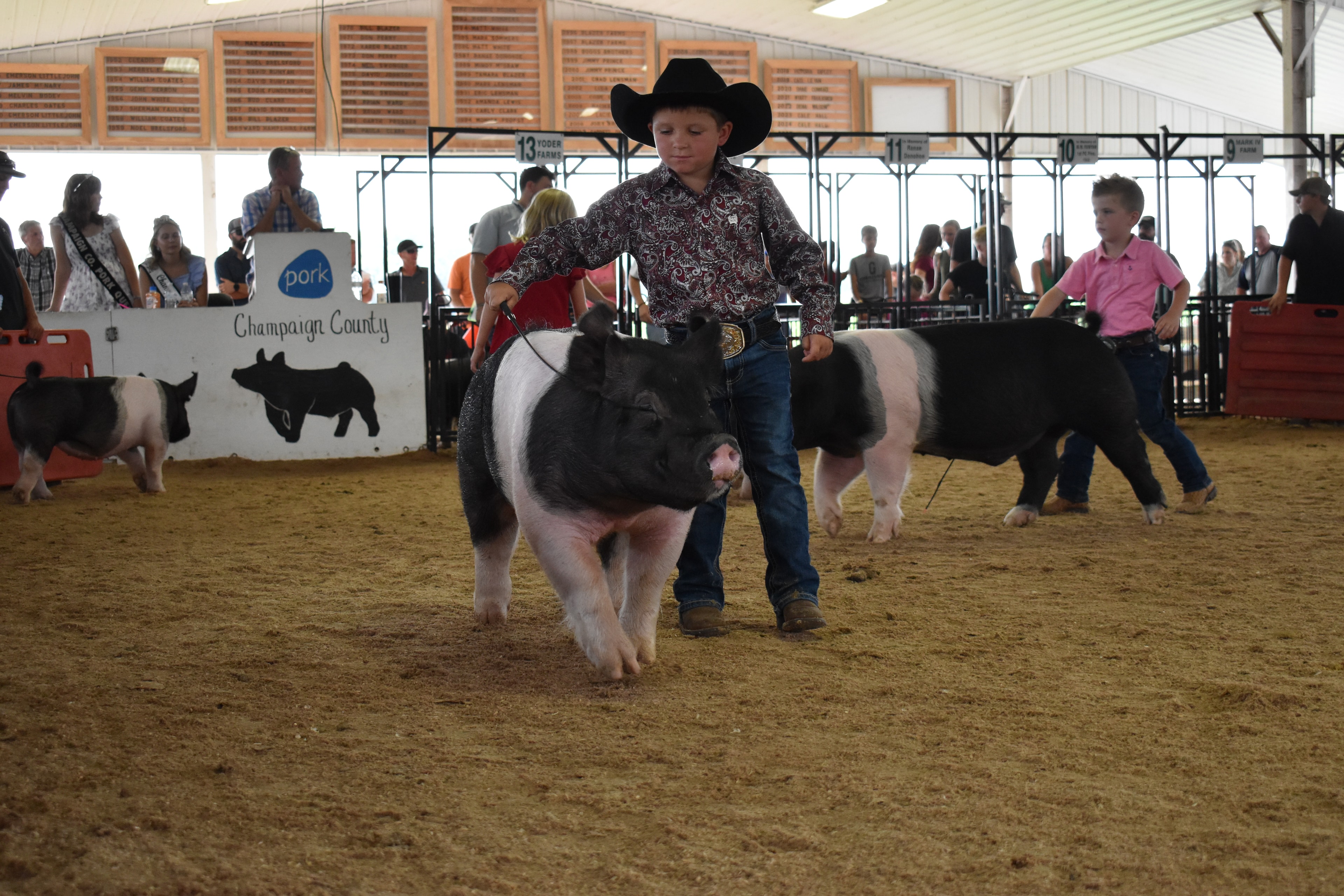 Small girl in blue gingham shirt with blue bow smiling while steering large black-and-white Hampshire cross pig with girl in red shirt and second pig alongside — Lensman Show Pigs sponsor pens behind
