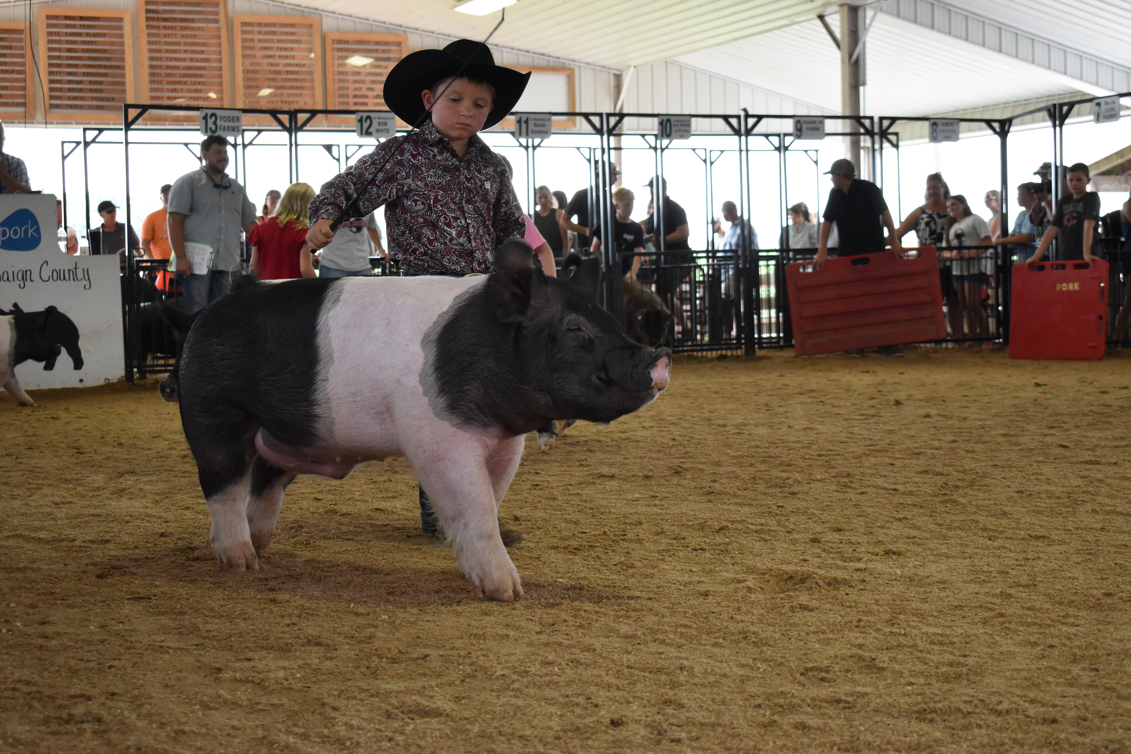 Young boy in black cowboy hat and paisley shirt steering massive black-and-white Hampshire cross pig sideways with packed grandstands and Lensman Show Pigs sponsor pens behind