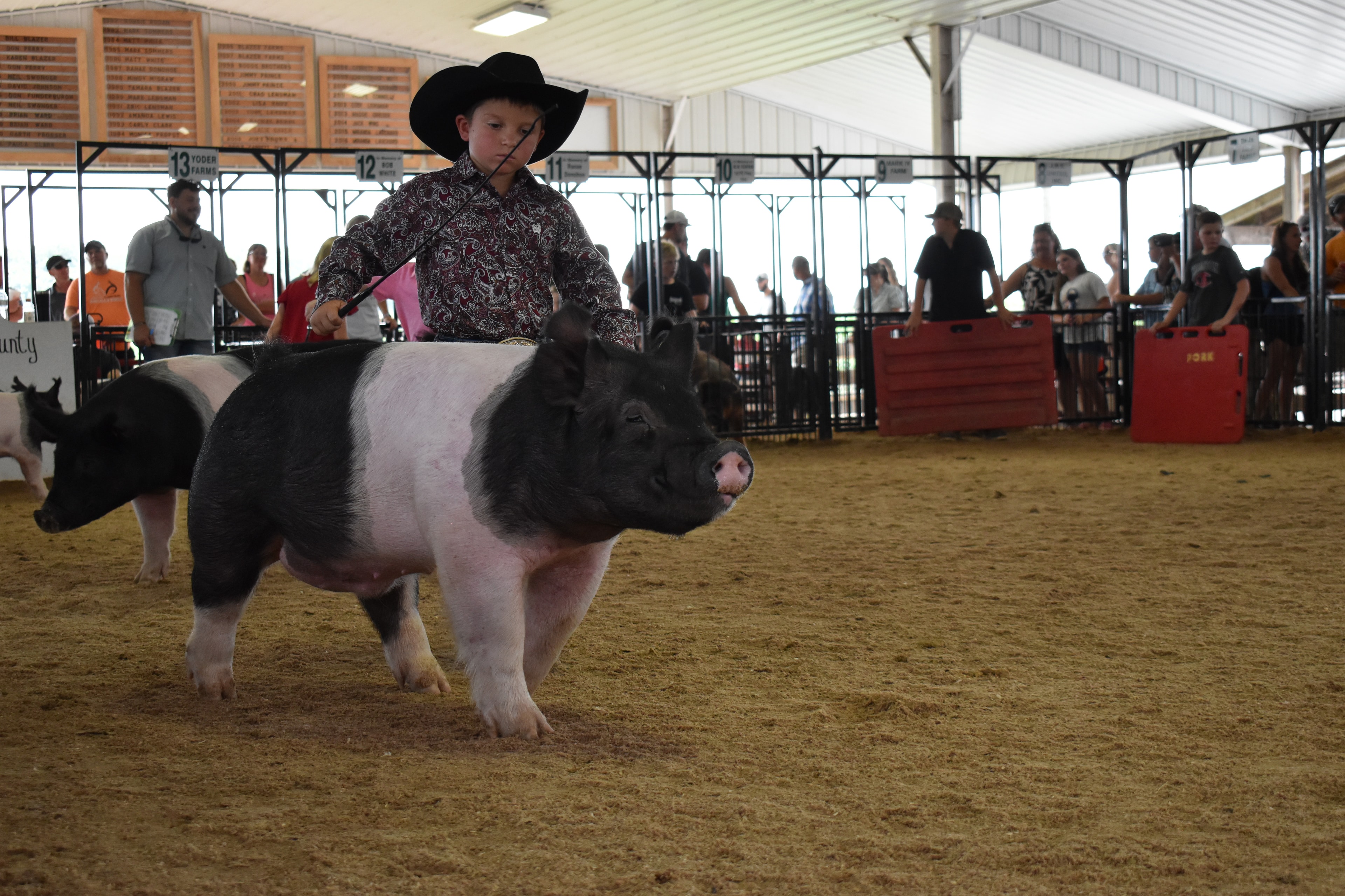 Young boy in black cowboy hat and paisley shirt steering massive black-and-white Hampshire cross pig with girl in pink striped shirt and smaller spotted pig behind — Blazer Farms sponsor pens visible
