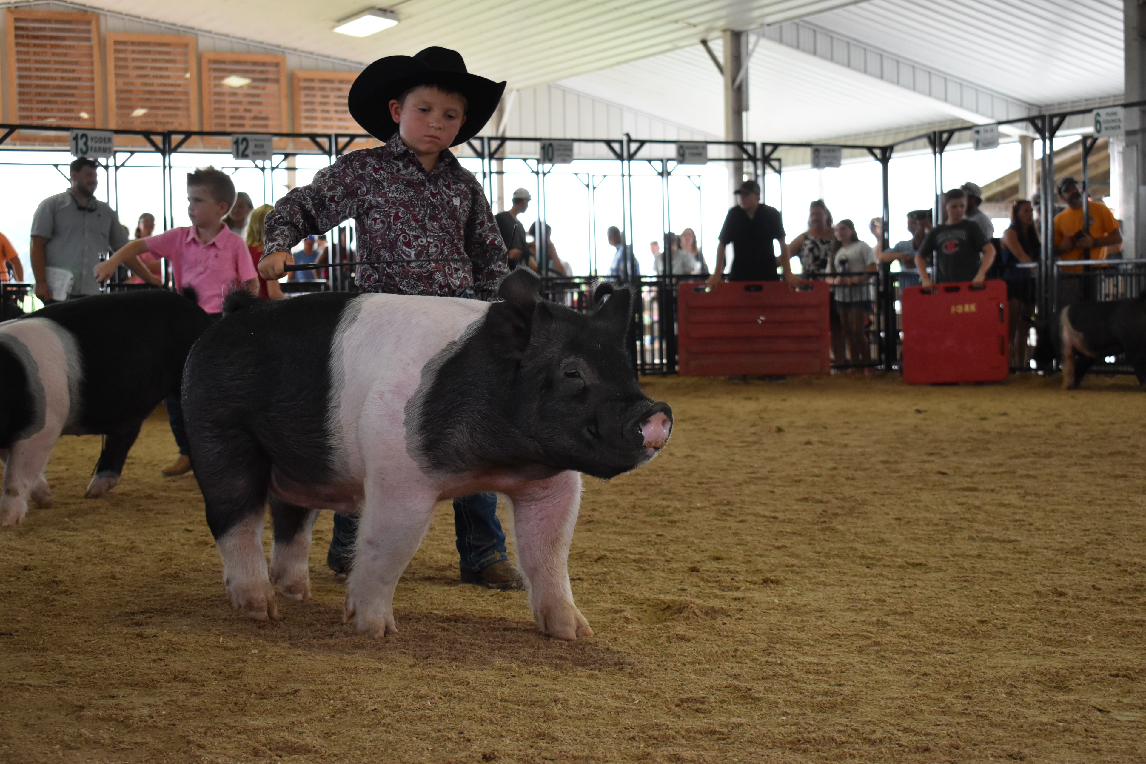 Young boy in black cowboy hat and paisley shirt steering massive black-and-white Hampshire cross pig with girl in pink striped shirt and smaller spotted pig alongside — Blazer Farms sponsor pens visible