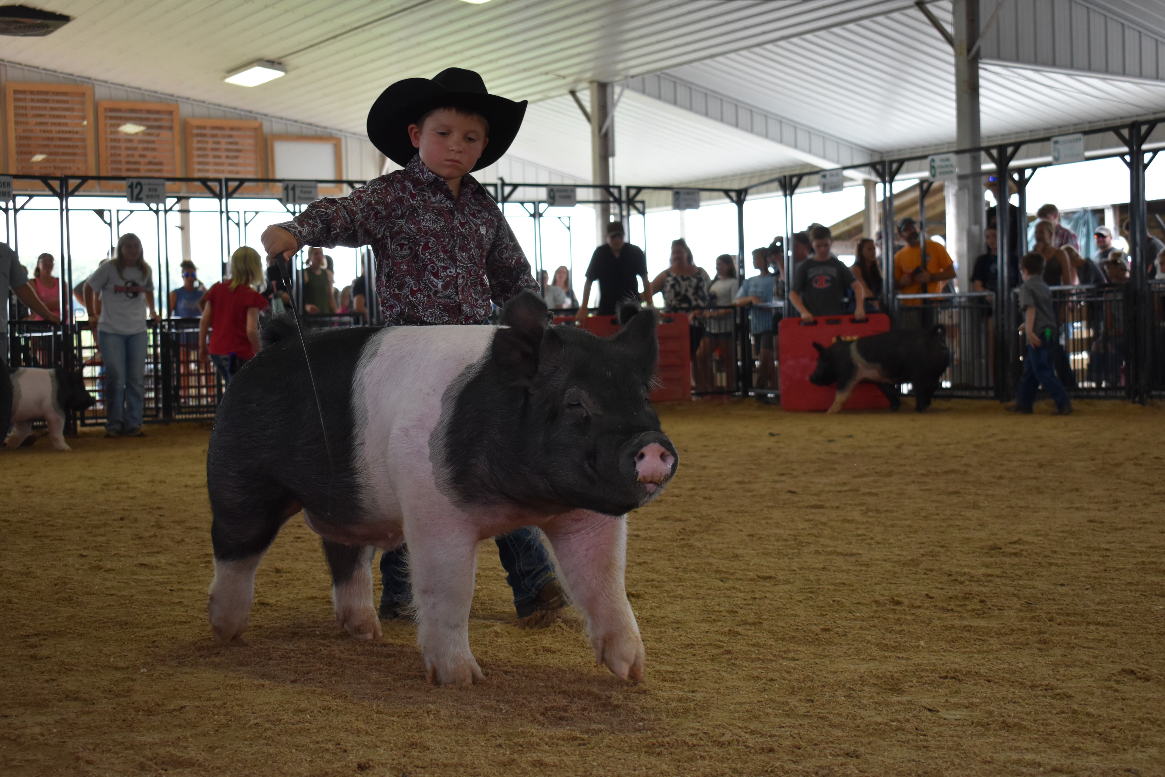 Young boy in black cowboy hat and paisley shirt steering massive black-and-white Hampshire cross pig with smaller spotted pig at right edge — Blazer Farms sponsor pens and packed grandstands behind