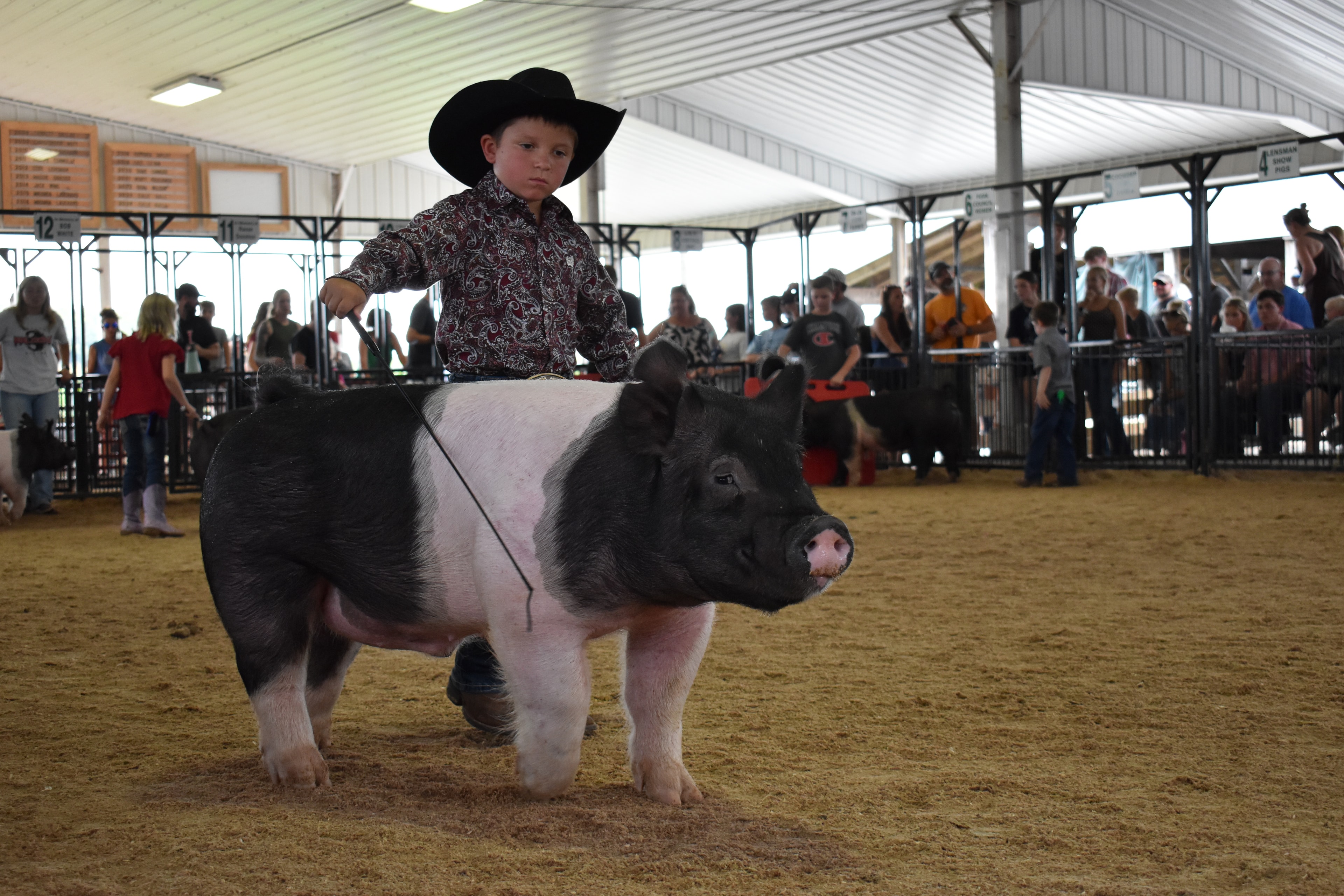 Young boy in black cowboy hat and paisley shirt steering massive black-and-white Hampshire cross pig past Champaign County Pork sign with boy in pink polo and past champions boards behind