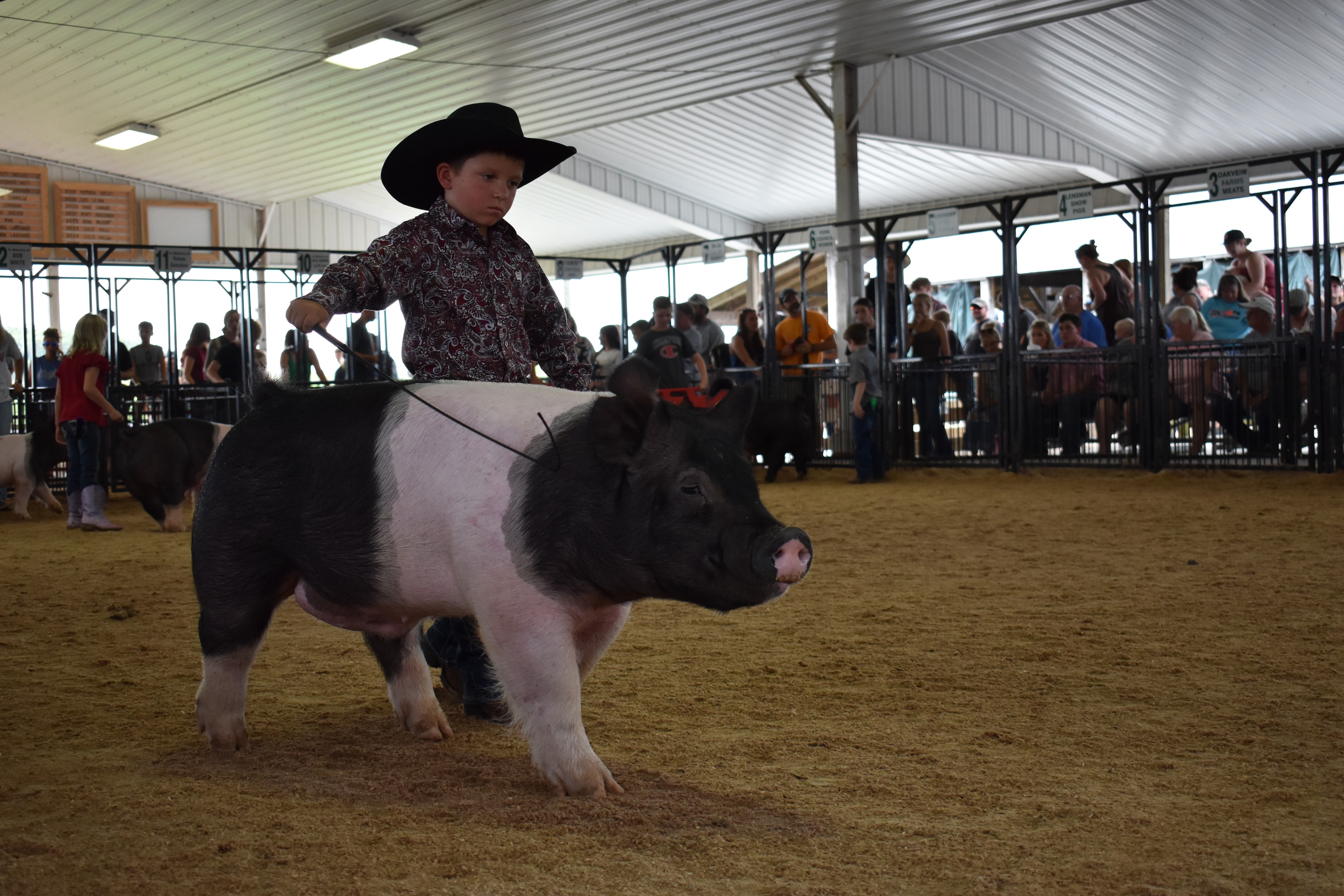Young boy in black cowboy hat and paisley shirt steering massive black-and-white Hampshire cross pig past Champaign County Pork sign with Yoder Farms pens and past champions boards glowing behind