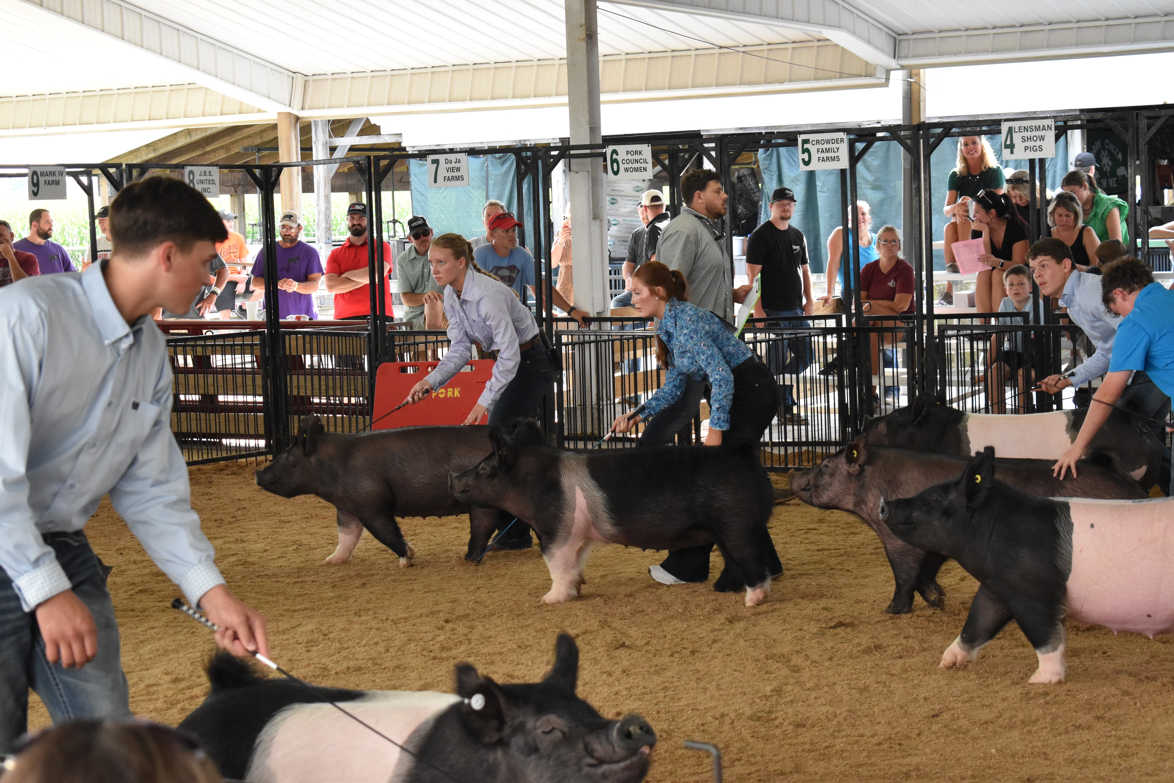 Exhibitors showing multiple pigs in the arena at Champaign County Fair