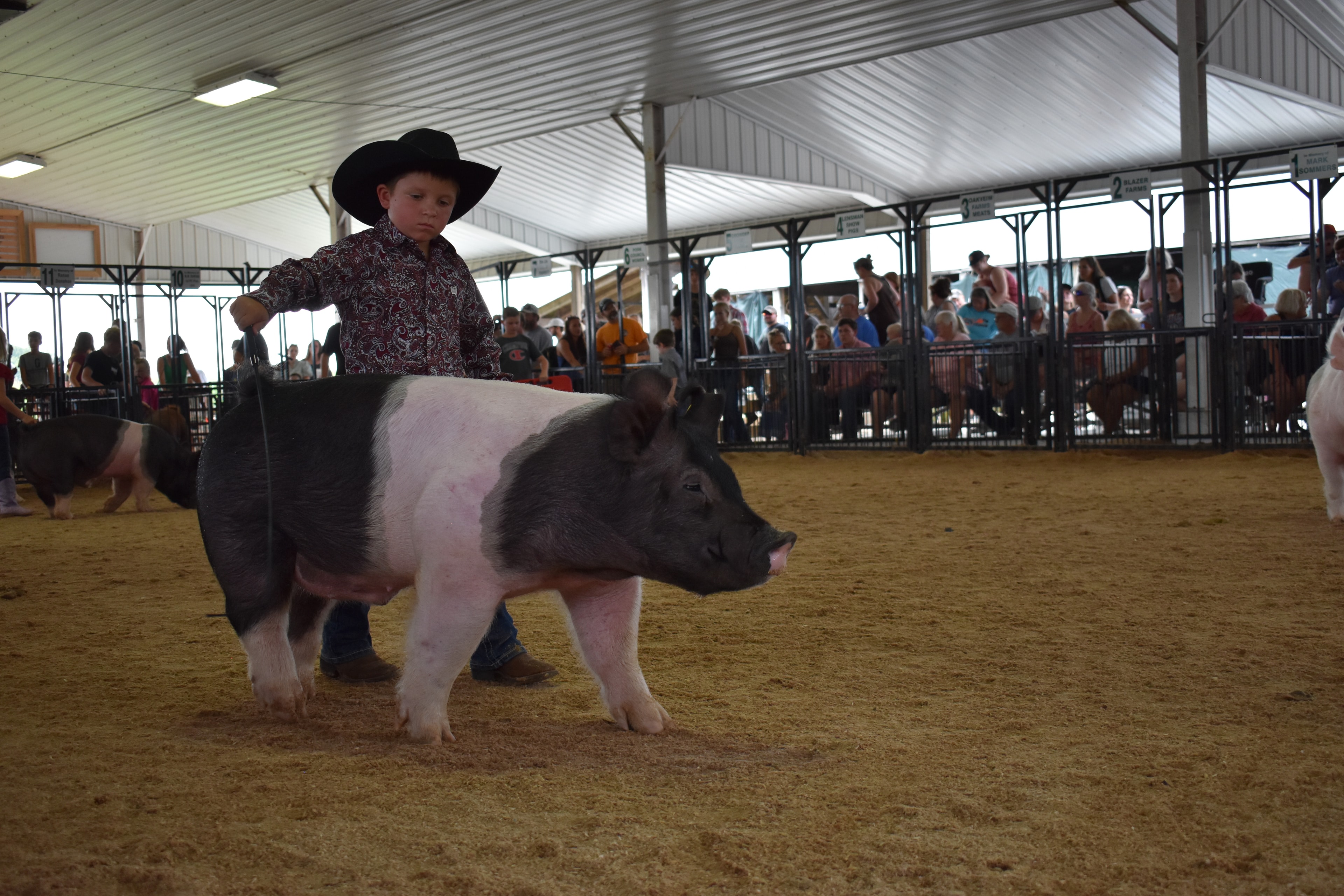 Young boy in black cowboy hat and paisley shirt steering massive black-and-white Hampshire cross pig past Champaign County Pork sign with Yoder Farms pens and past champions boards behind — wide arena shot