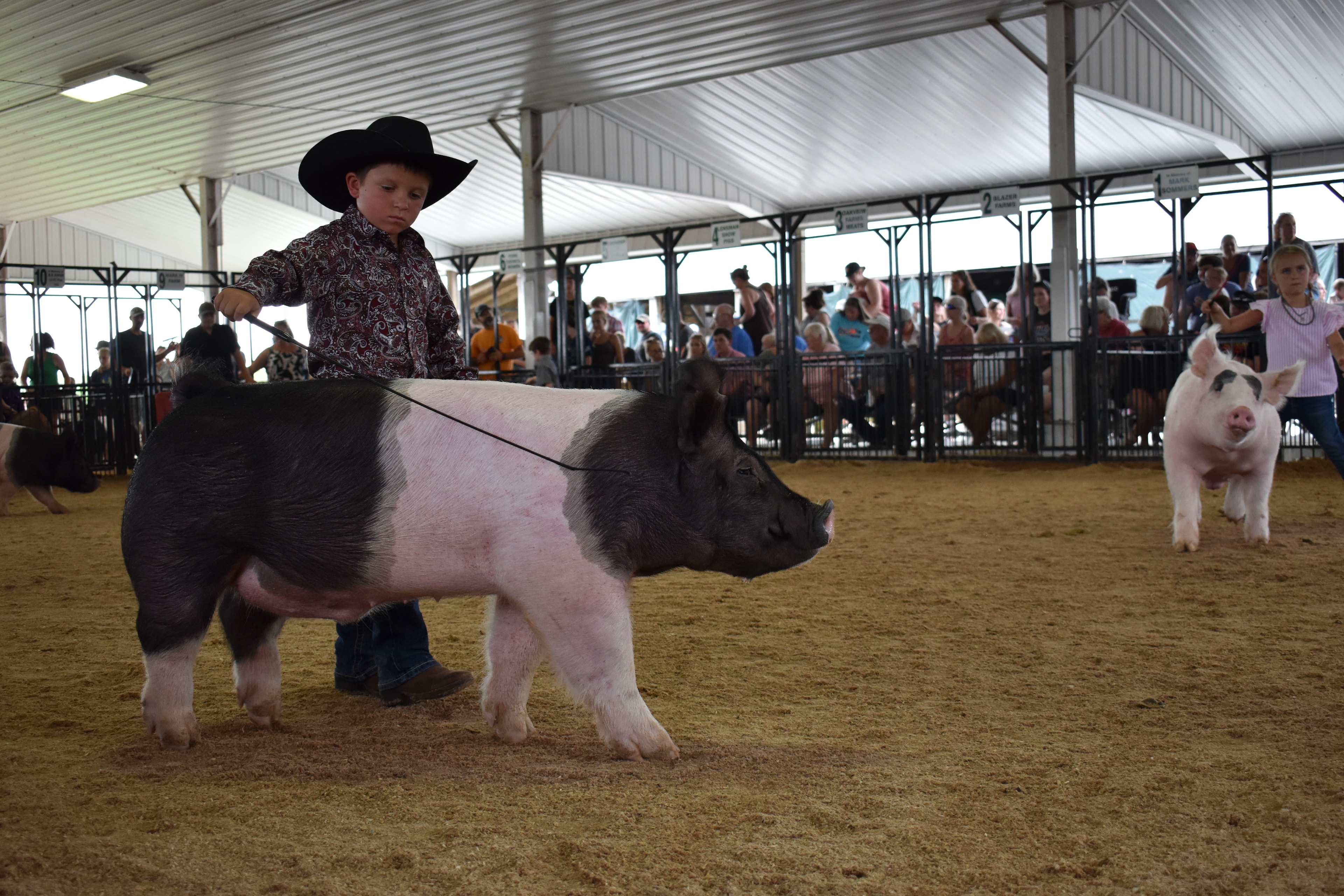 Young boy in black cowboy hat and paisley shirt steering massive black-and-white Hampshire cross pig with boy in pink polo visible behind — Yoder Farms pens and past champions boards behind