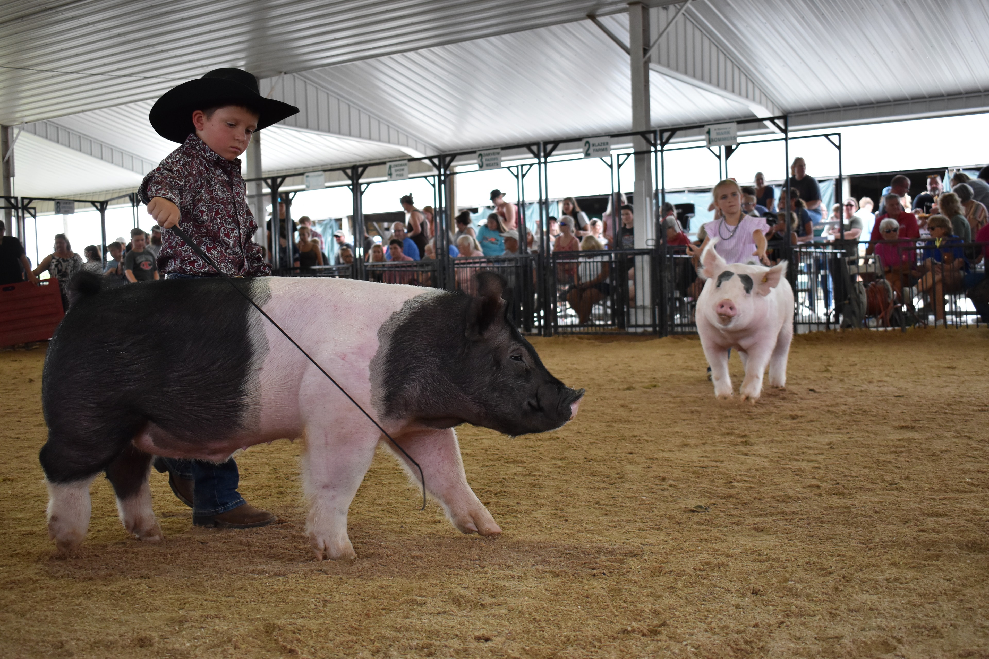 Young boy in black cowboy hat and paisley shirt steering massive black-and-white Hampshire cross pig with second Hampshire cross pig alongside — Yoder Farms pens and past champions boards behind