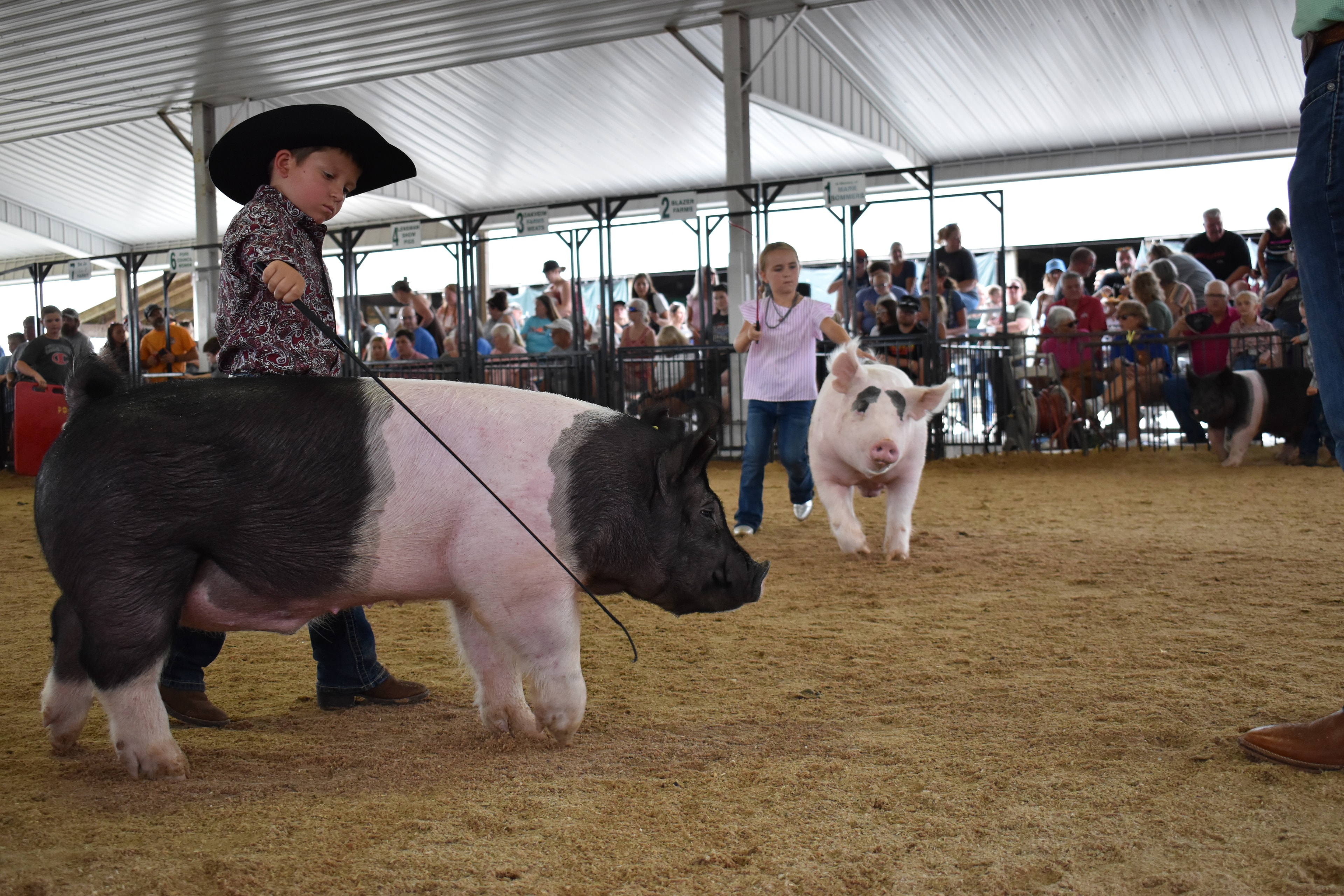 Young boy in black cowboy hat and paisley shirt steering large black-and-white Hampshire cross pig past judge in green shirt with packed grandstands and crowd watching