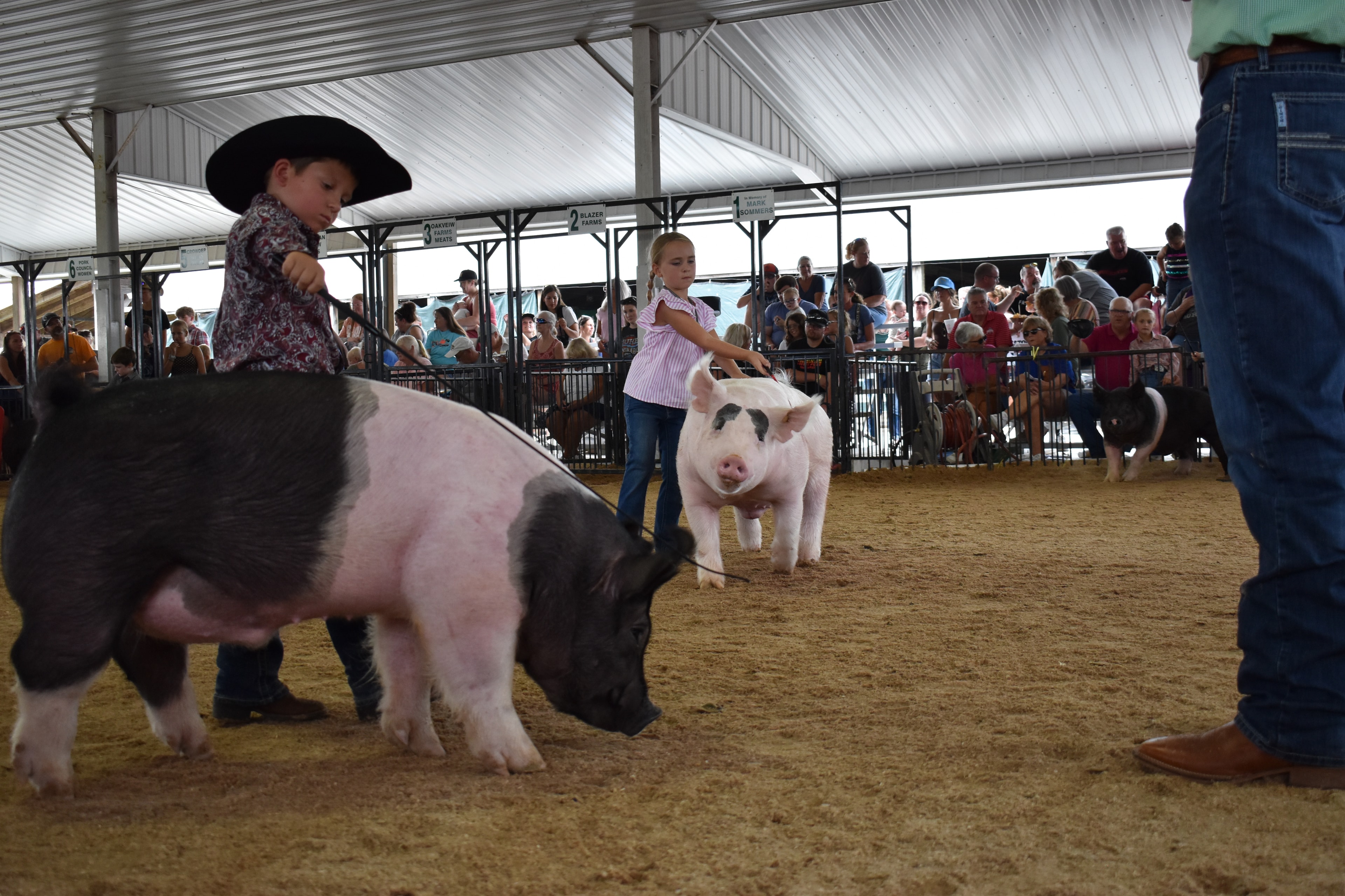 Young boy in black cowboy hat and paisley shirt standing back-to-camera steering large black Hampshire cross pig with girl in pink ruffled shirt and spotted pig alongside — Lensman Show Pigs, Blazer Farms, Mark Sommers sponsor pens behind