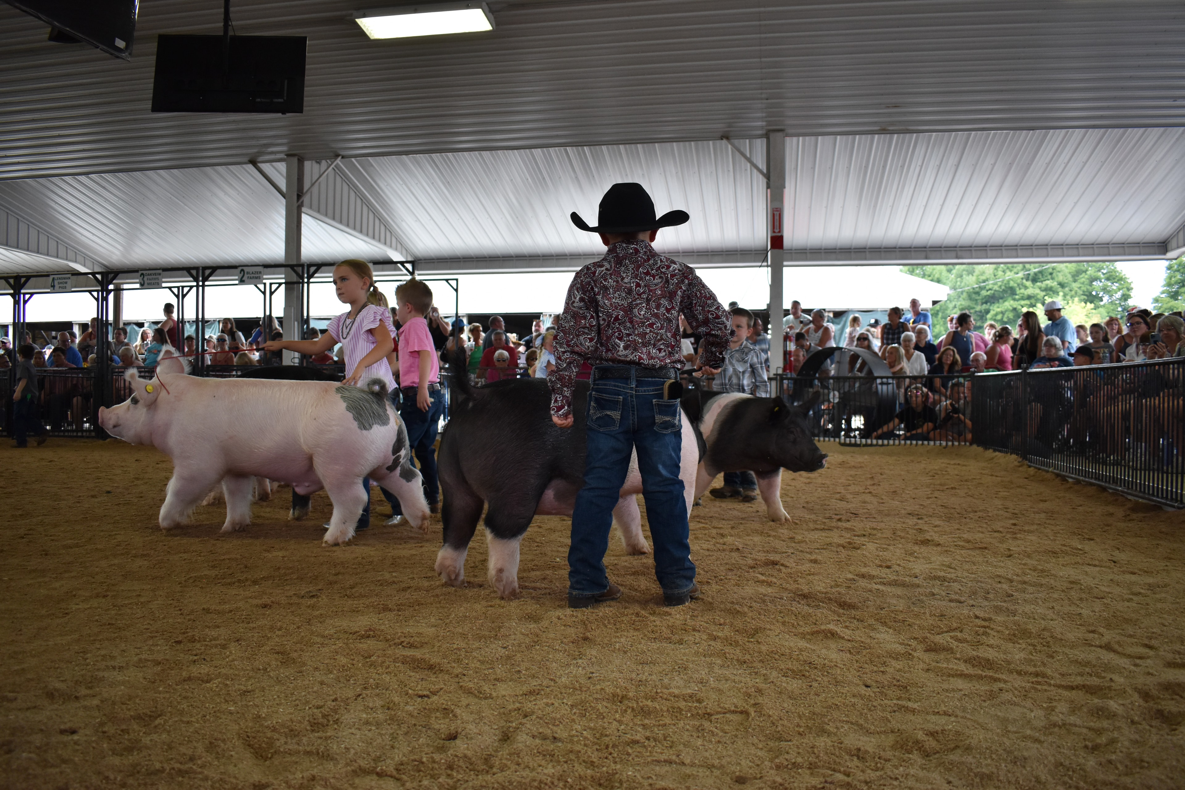 Young boy in black cowboy hat and paisley shirt steering large black Hampshire cross pig with girl in pink striped shirt and spotted pig alongside — Oakview Farms Meats and Blazer Farms sponsor pens behind
