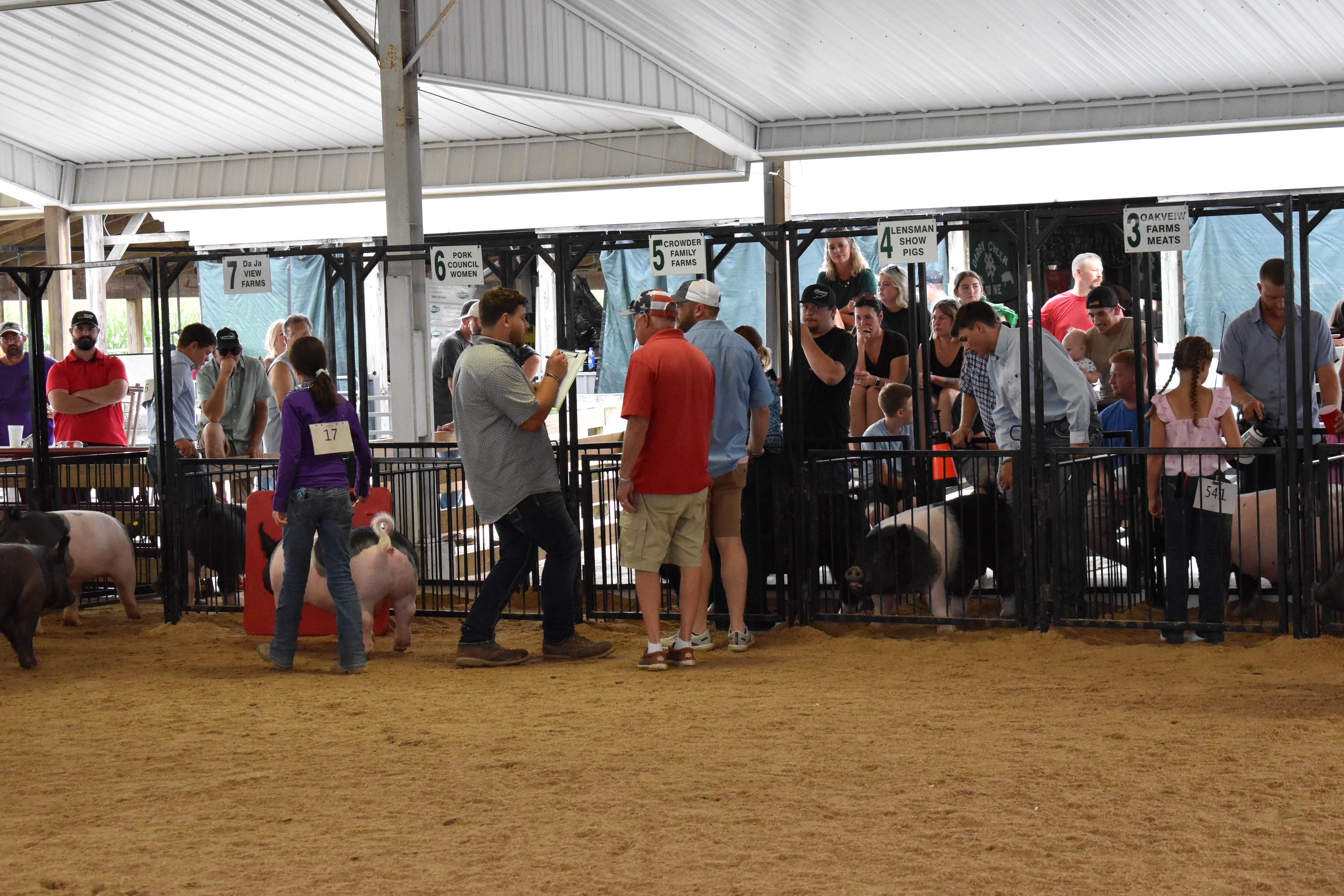 Handlers and judge evaluating pigs in the show ring at Champaign County Fair