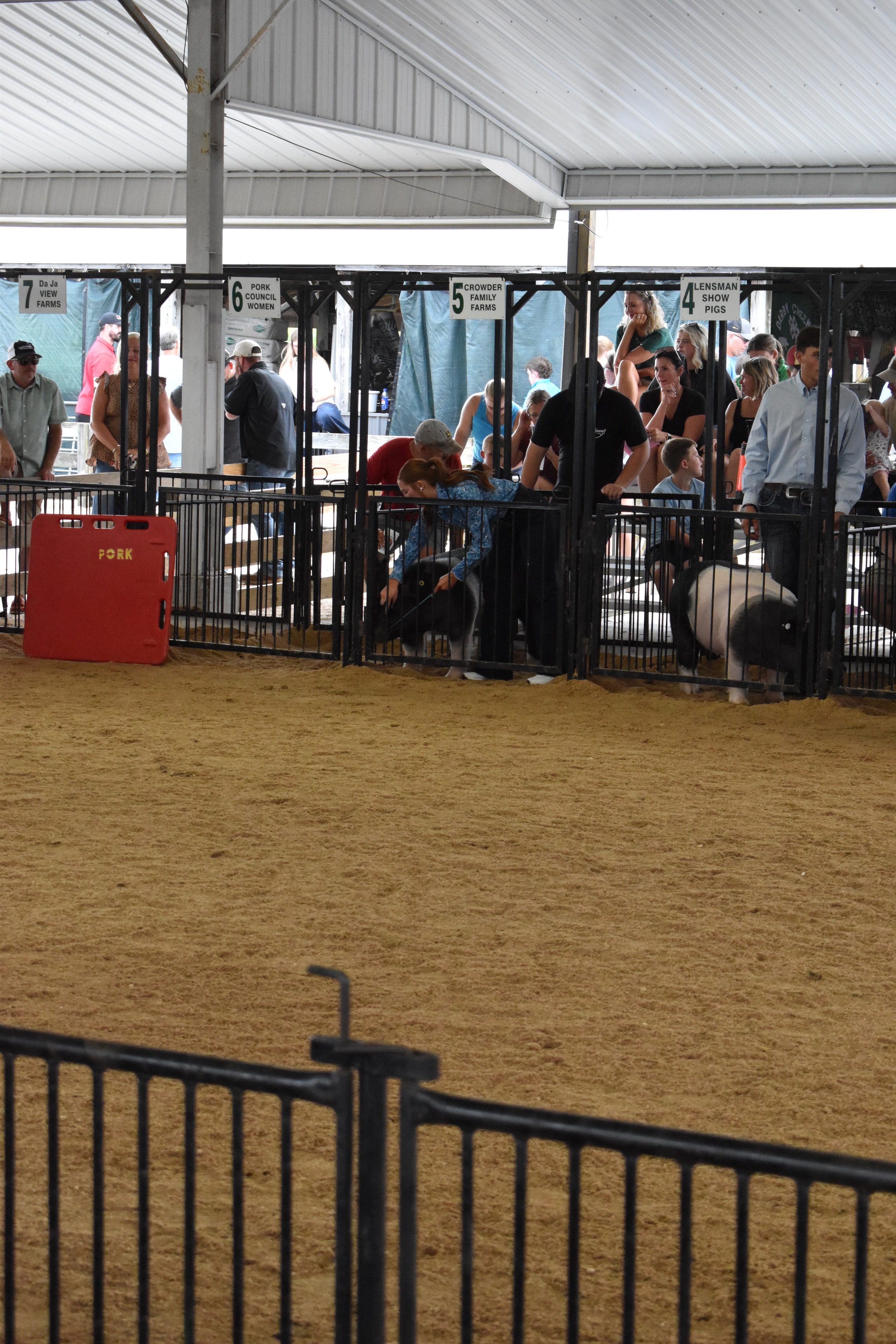 Multiple exhibitors steering pigs in the show ring with packed sponsor pens at Champaign County Fair