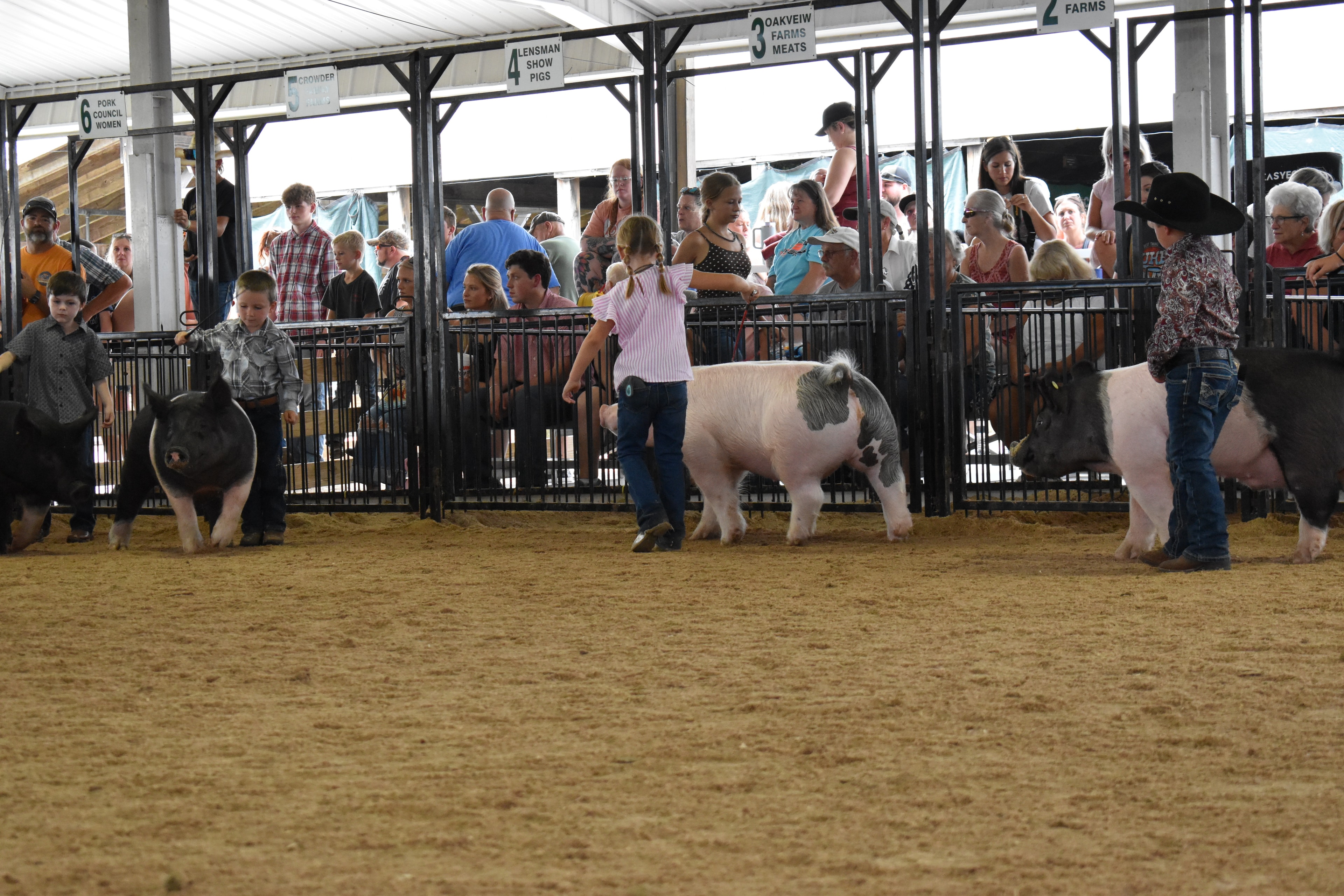 Boy in green shirt and girl in floral shirt jointly steering large black-and-white Hampshire cross pig with girl in pink shirt and red pig at left — Mark IV Farm, J.B.S. United, Da Ja View Farms, Pork Council Women, Lensman Show Pigs sponsor pens behind with packed grandstands