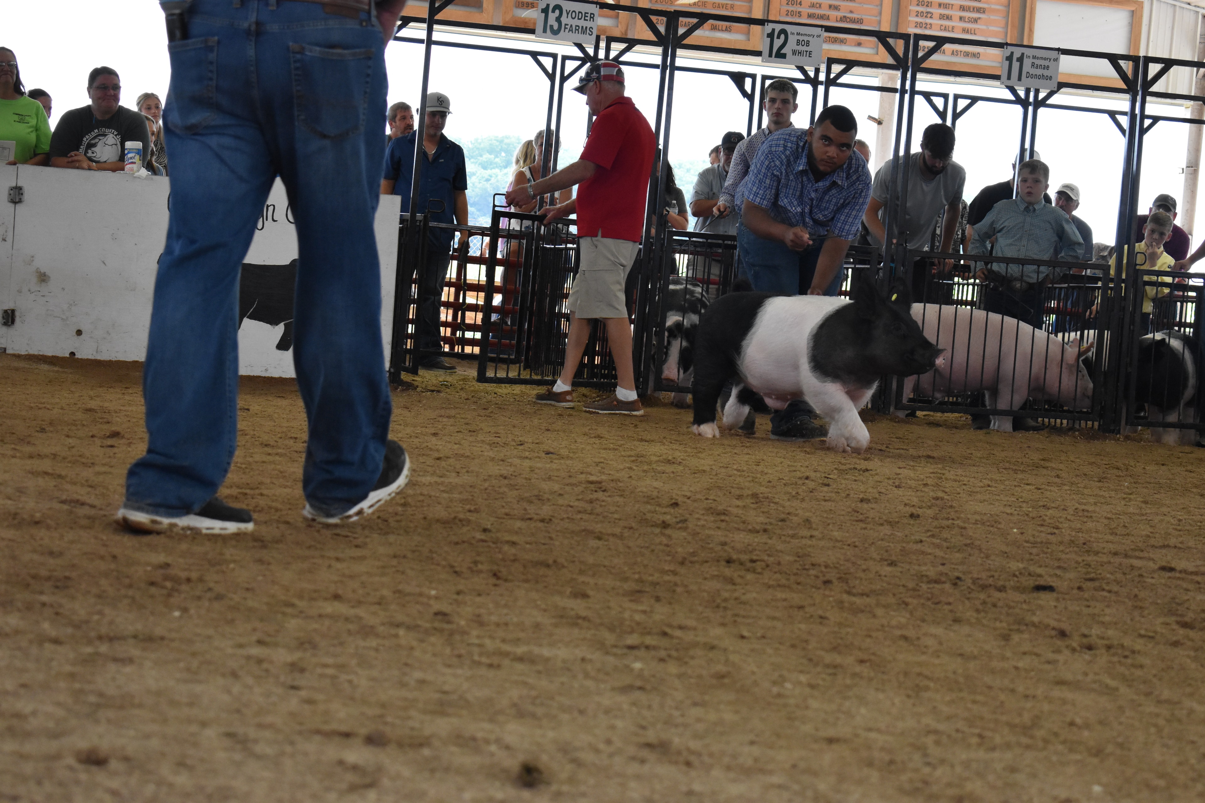 Close up of a pig at the fair